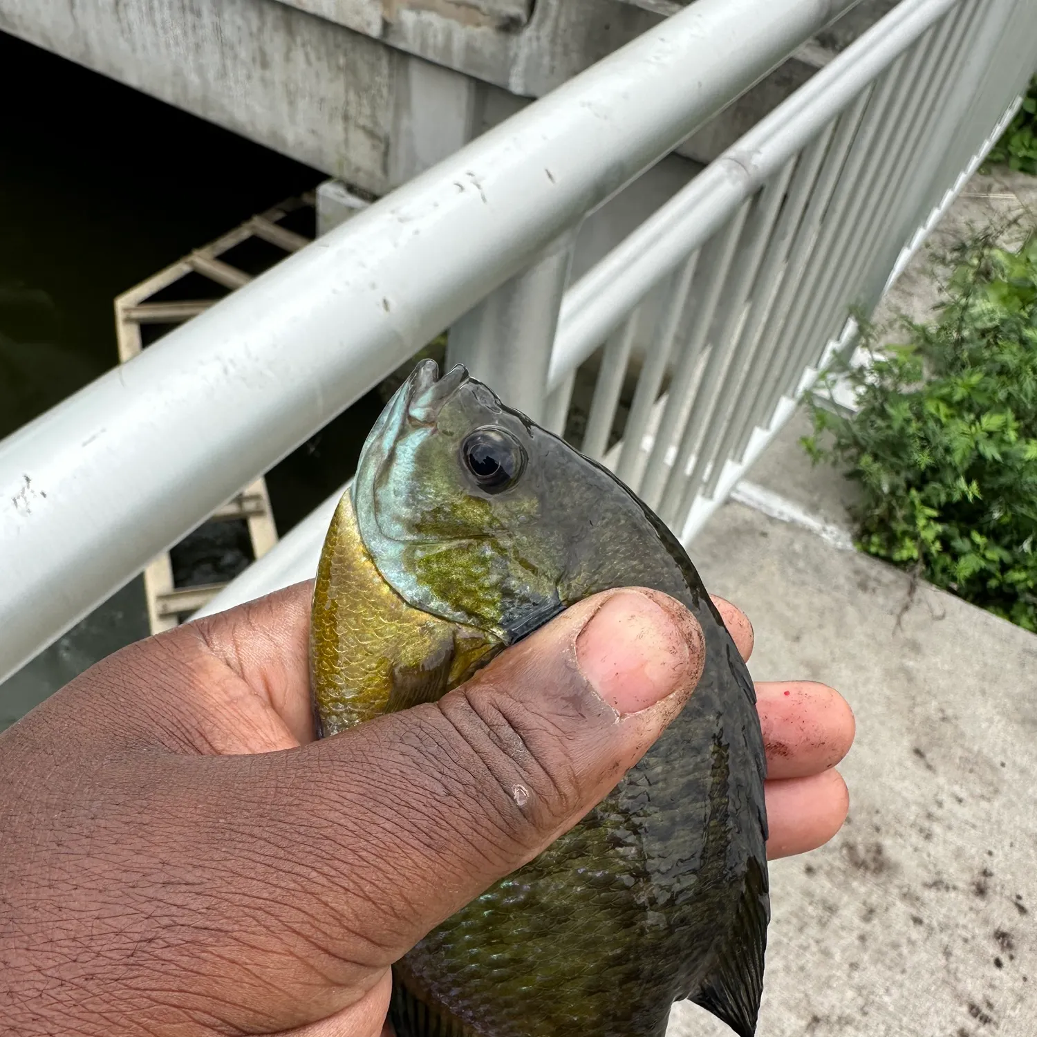 Bluegill caught on Fishbrain