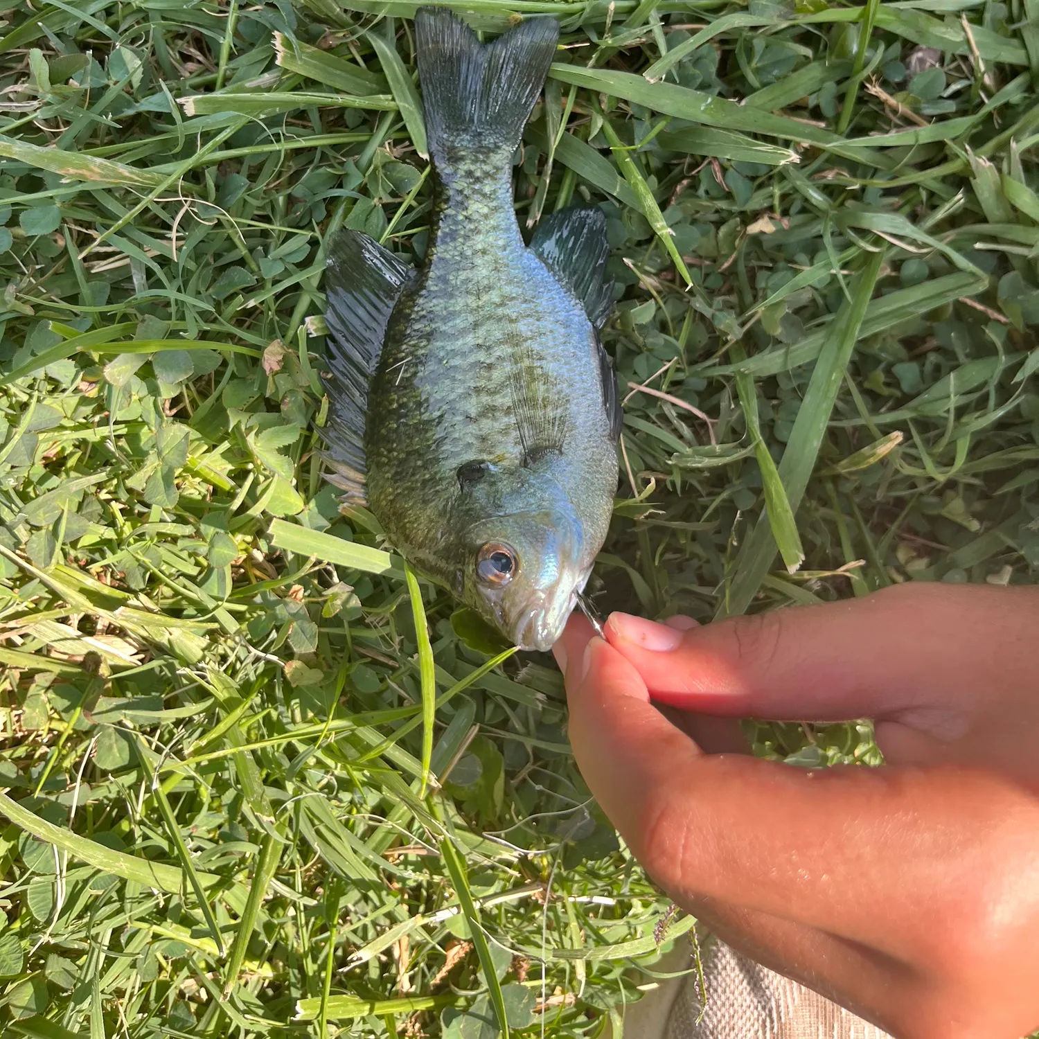 Bluegill caught on Fishbrain