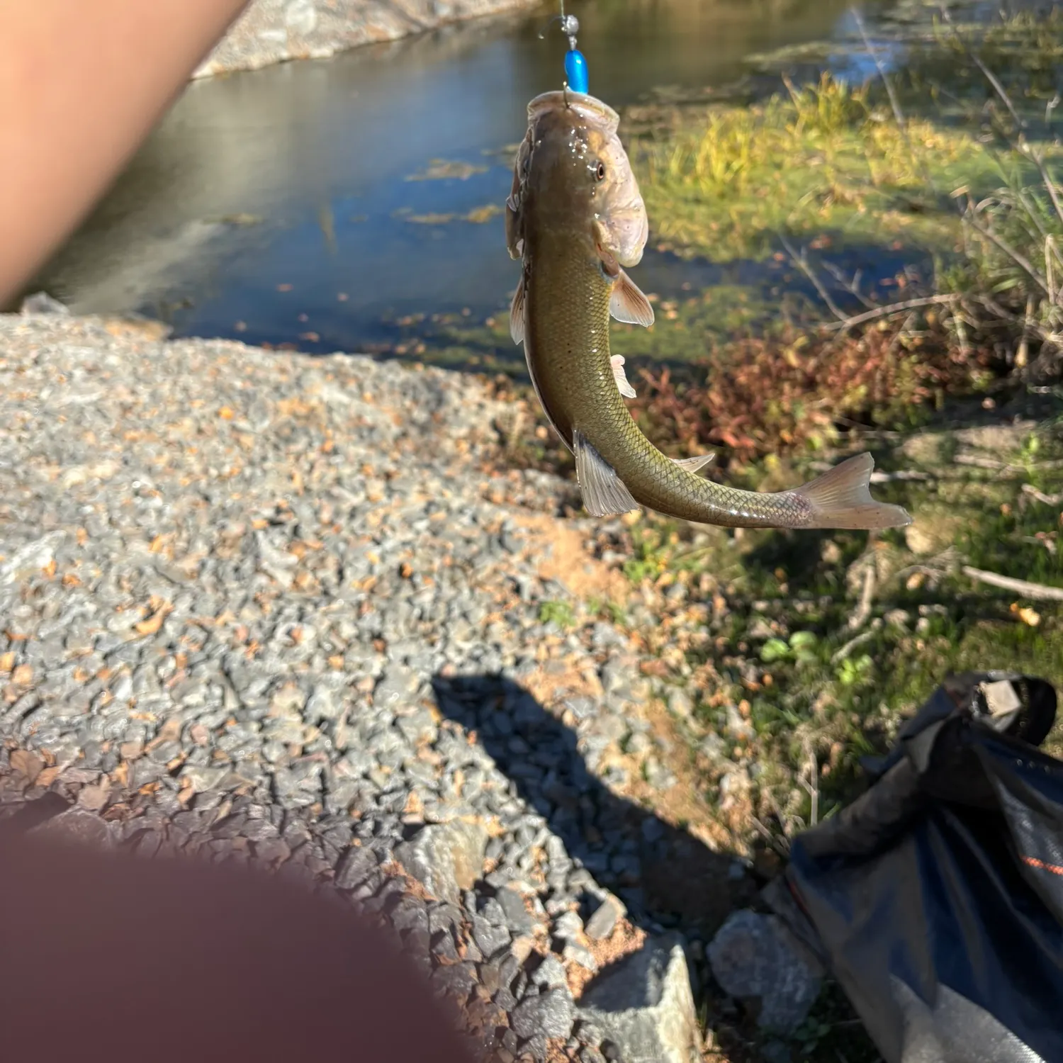 Creek chub caught on Fishbrain