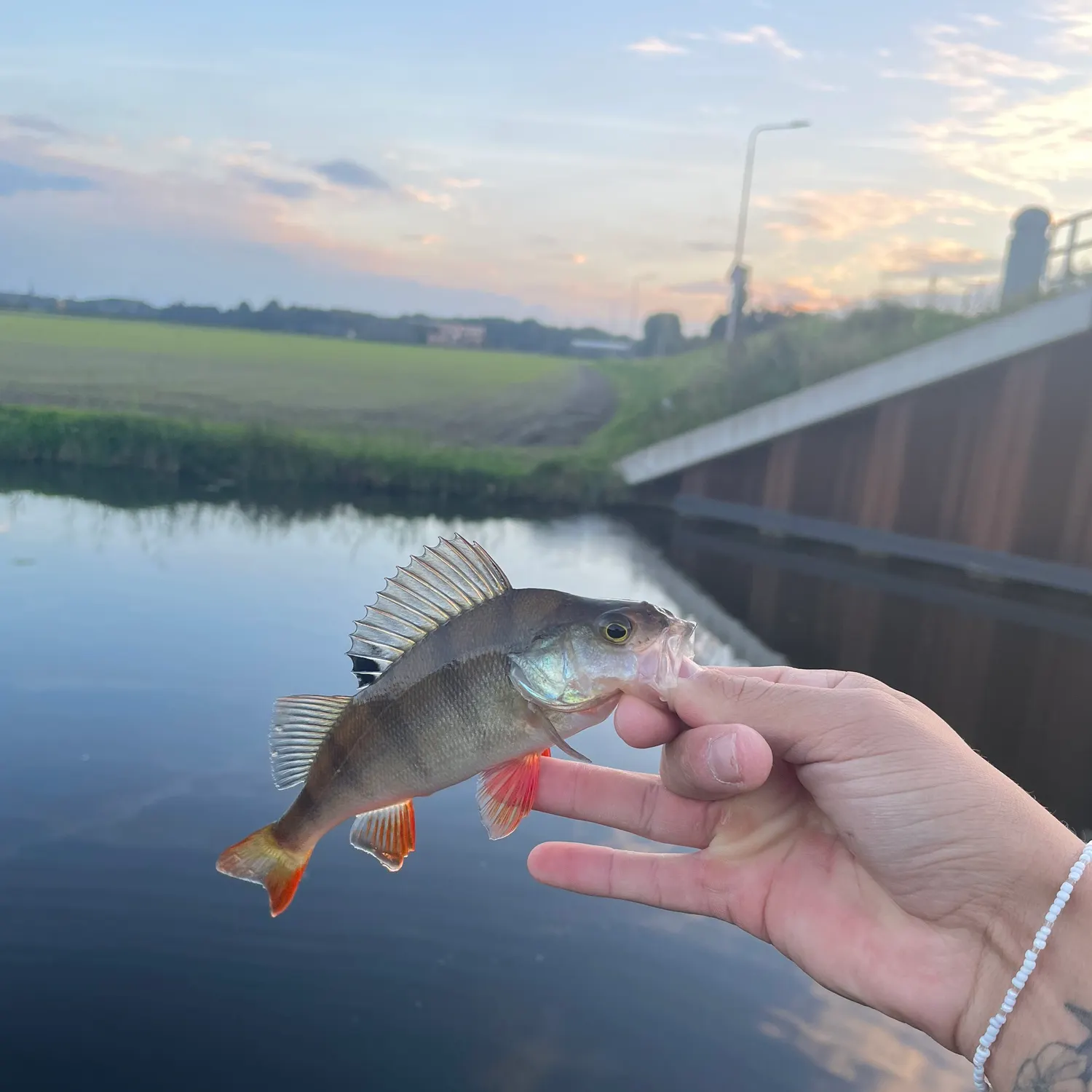 European perch caught on Fishbrain