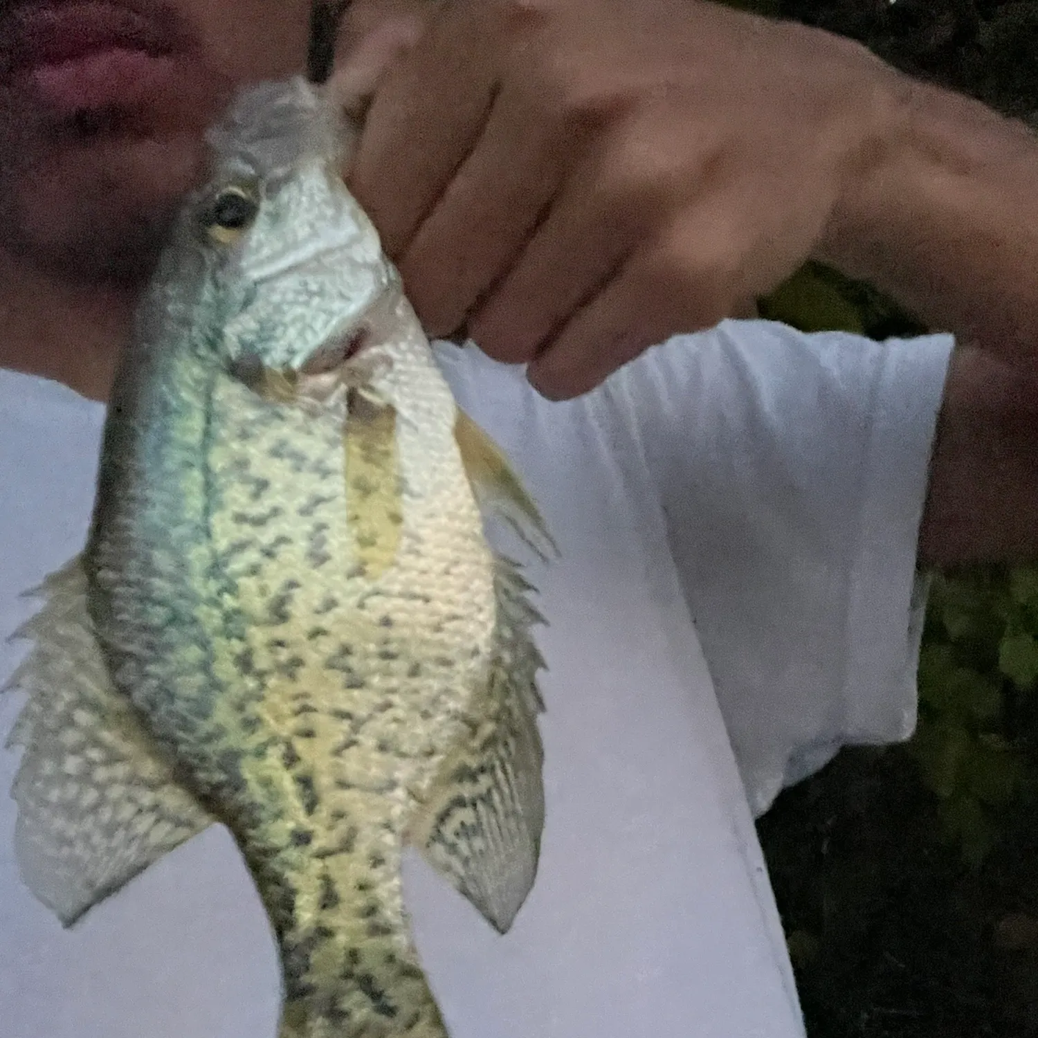 Black crappie caught on Fishbrain