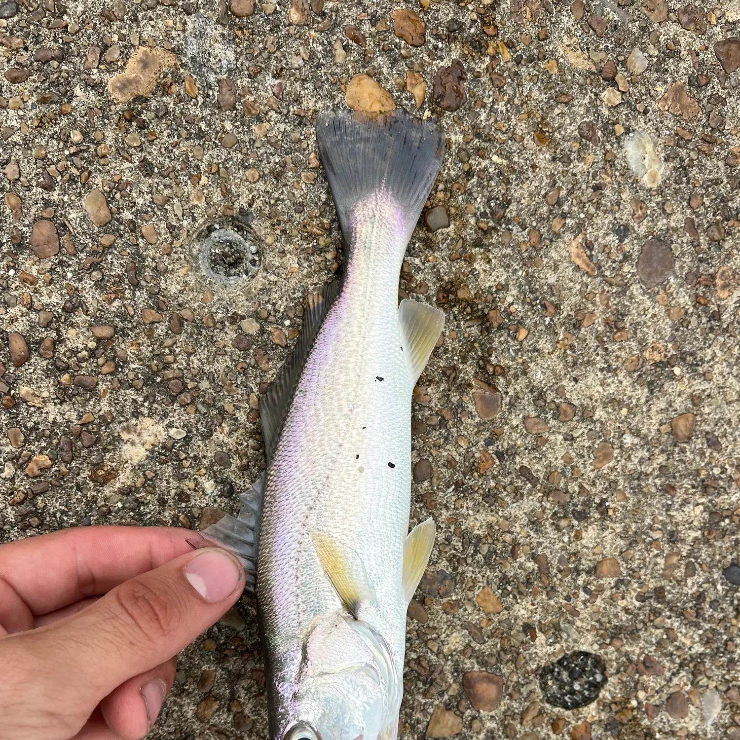 Gray weakfish caught on Fishbrain