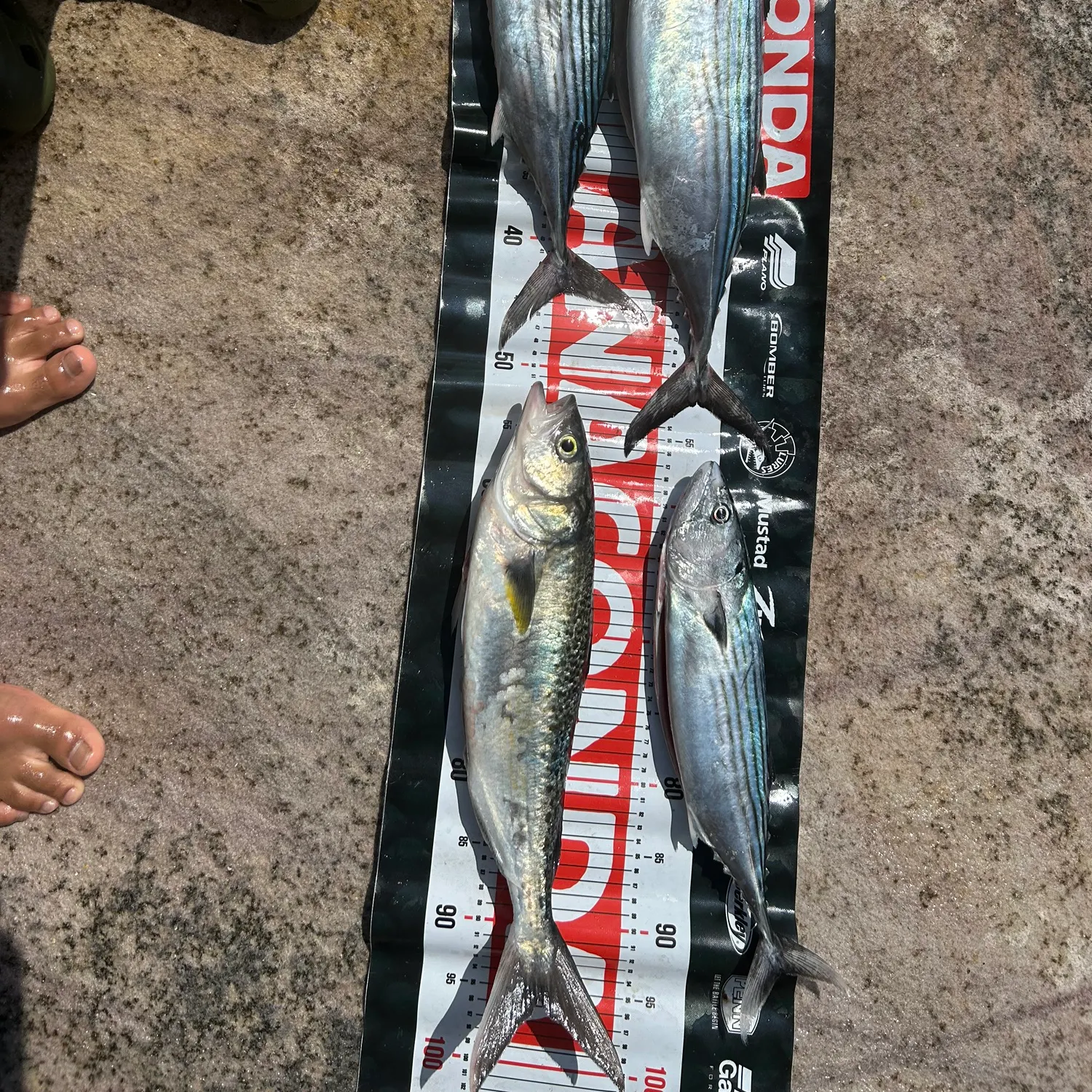 The most recent Striped bonito catches on Fishbrain