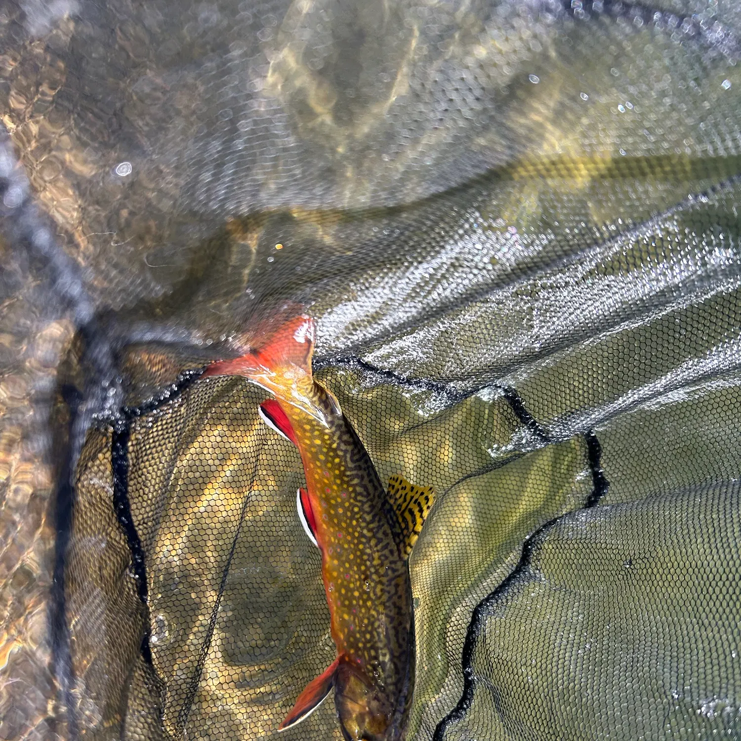 Brook trout caught on Fishbrain
