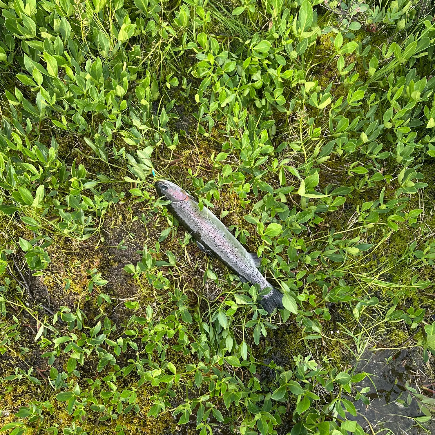 The most recent Rainbow trout catches on Fishbrain