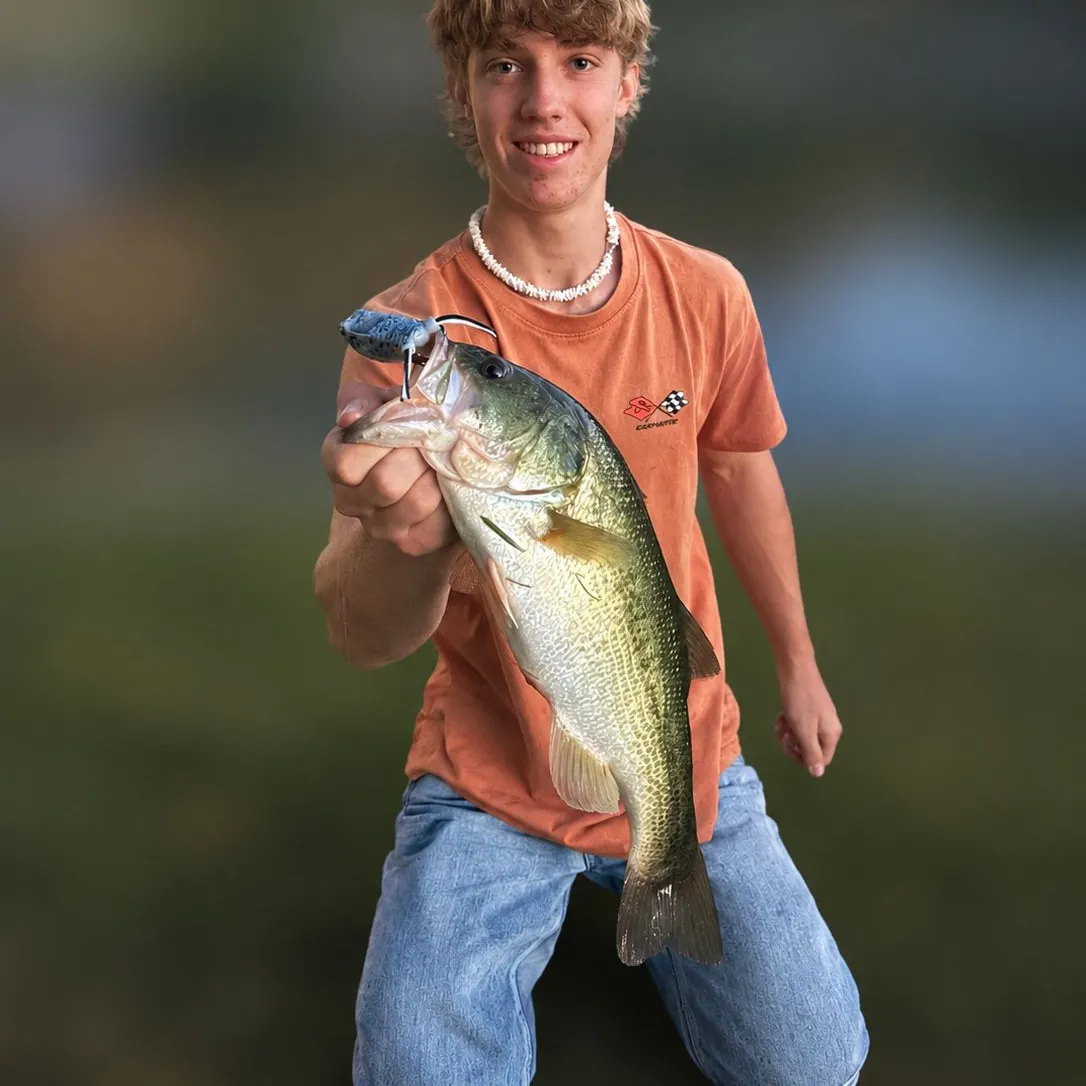 Largemouth bass caught on Fishbrain