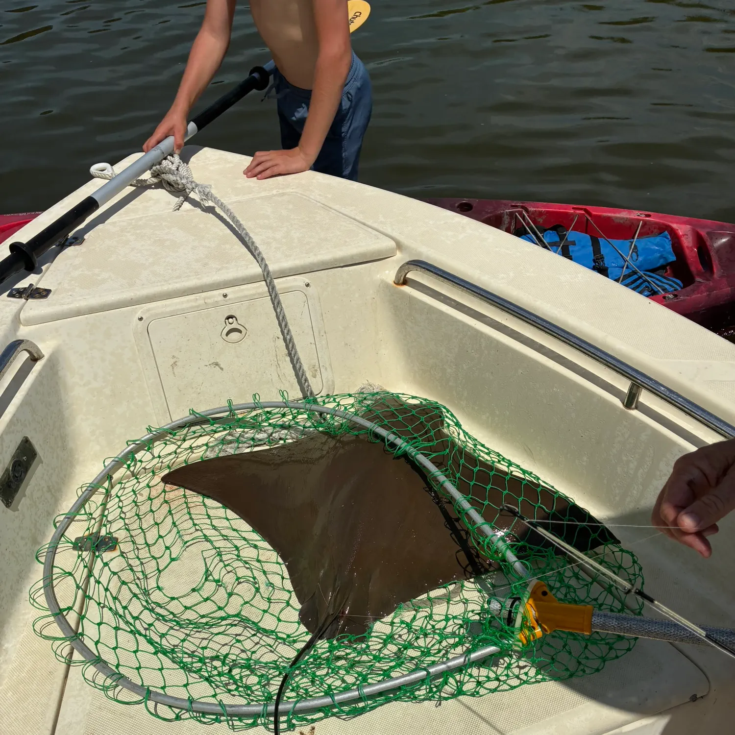 The most recent Common eagle ray catches on Fishbrain