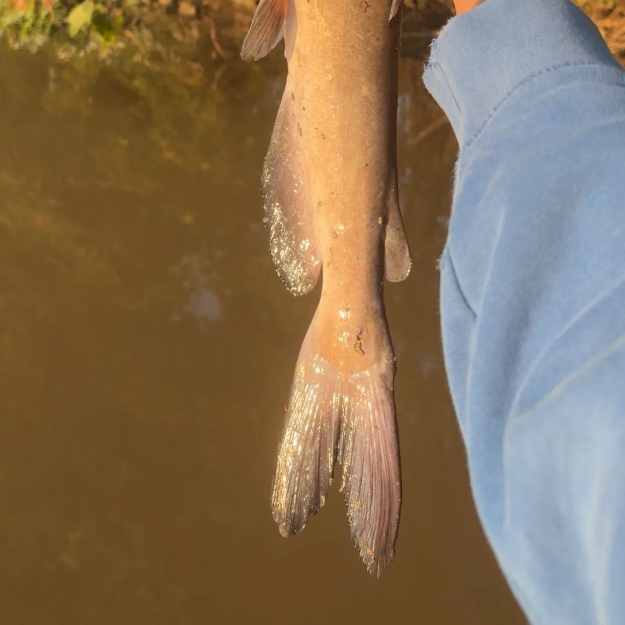Channel catfish caught on Fishbrain
