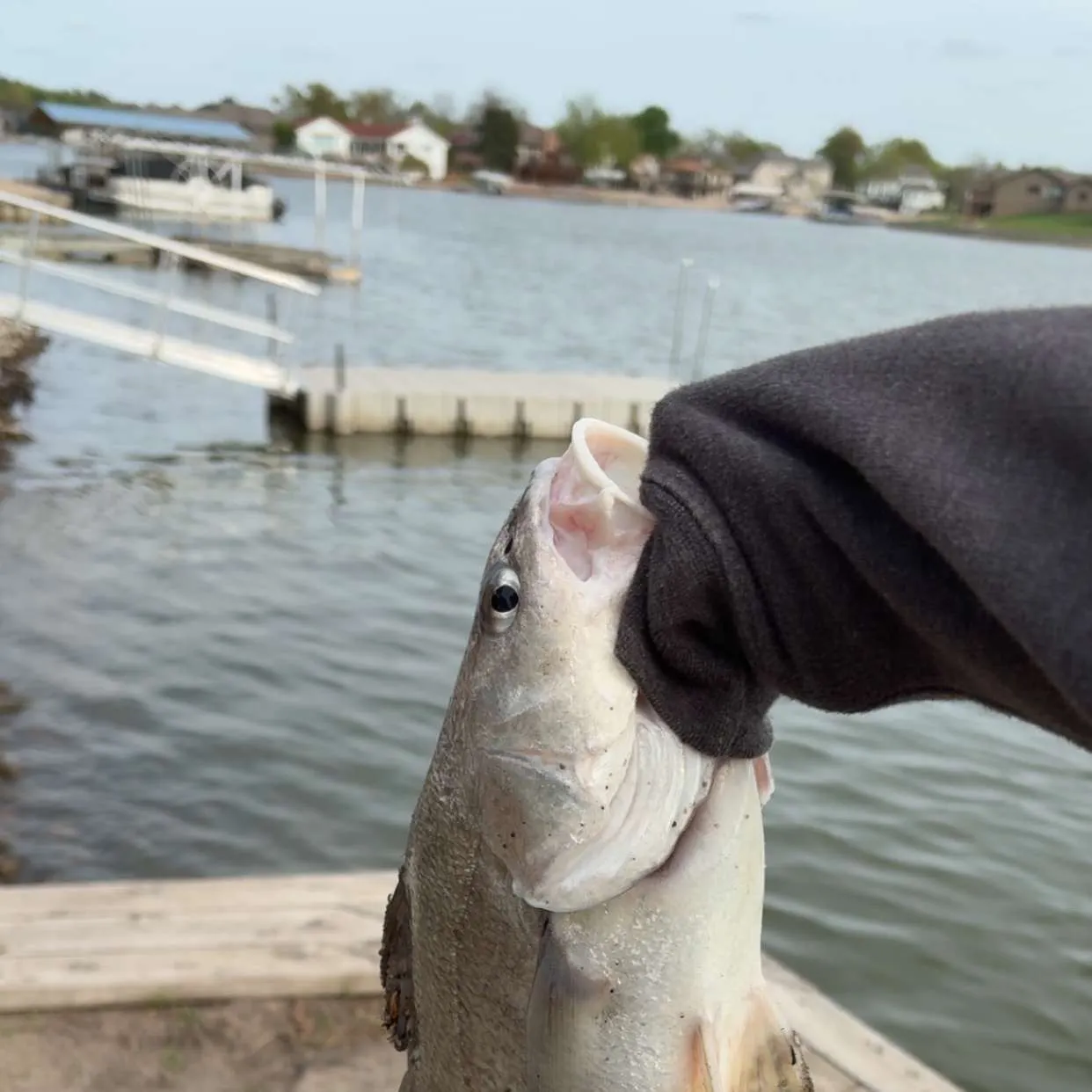 The most recent Freshwater drum catches on Fishbrain