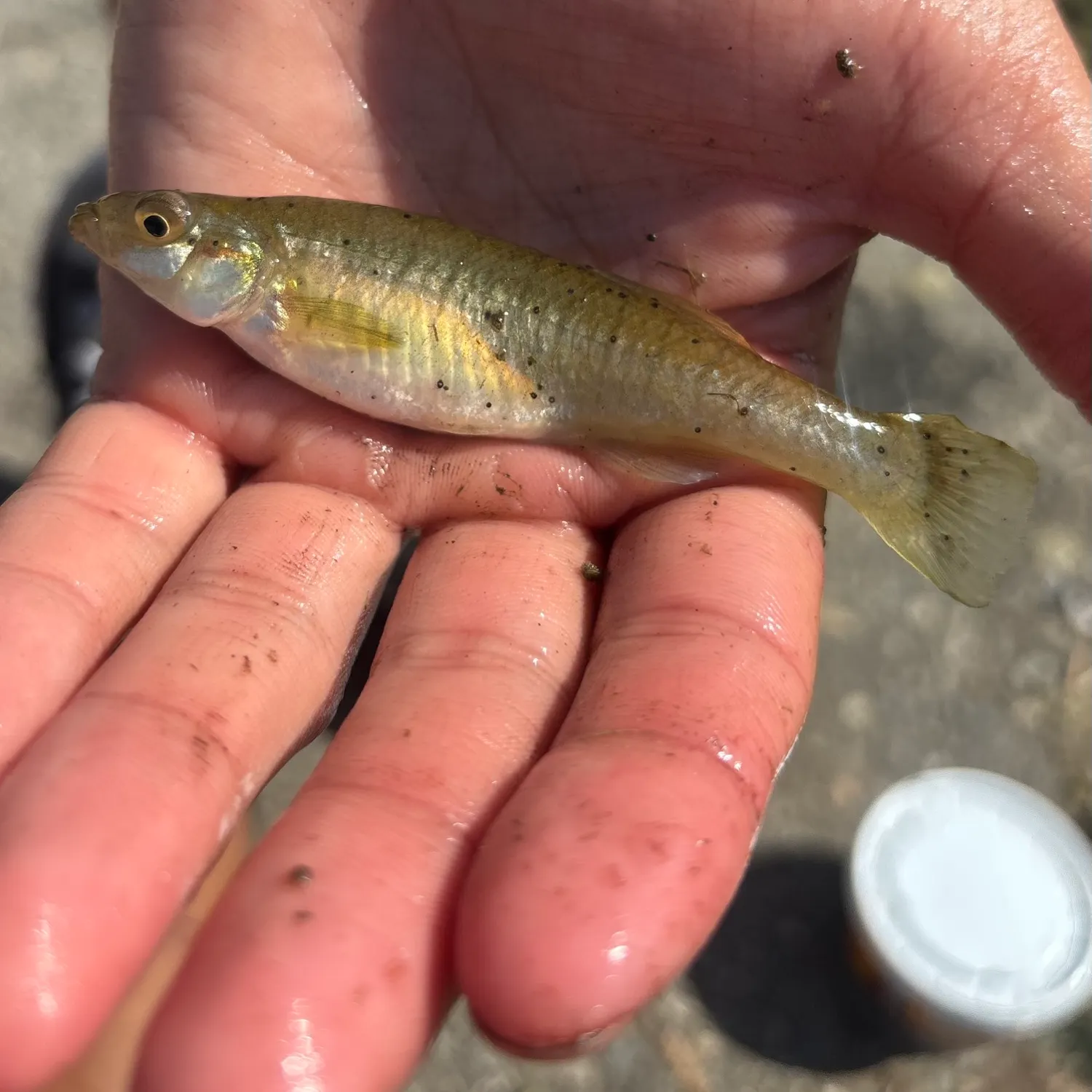 The most recent Banded killifish catches on Fishbrain
