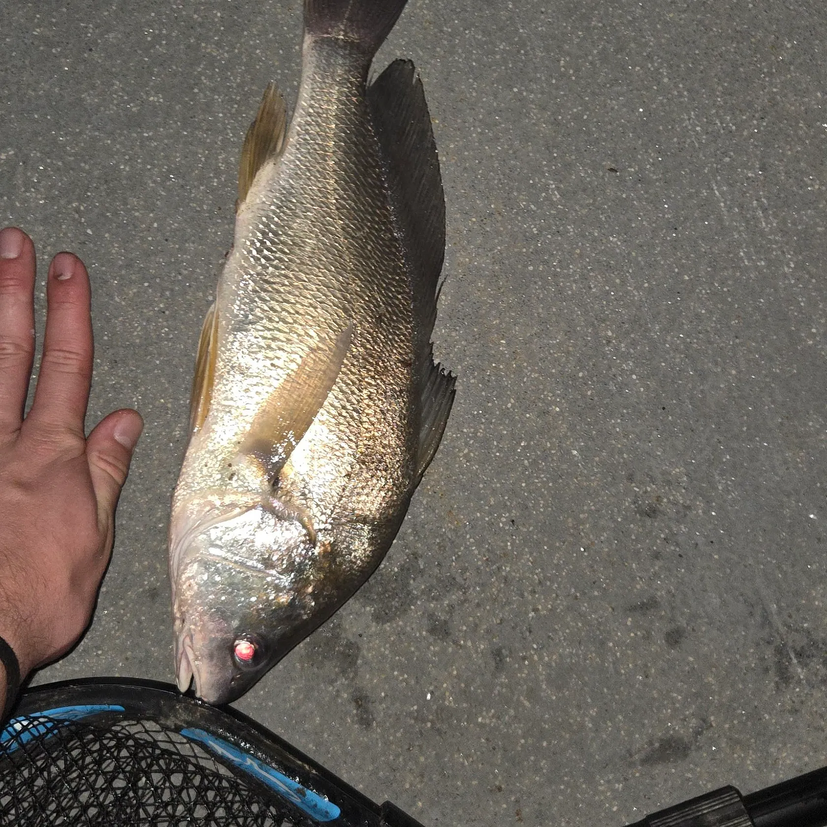 catch