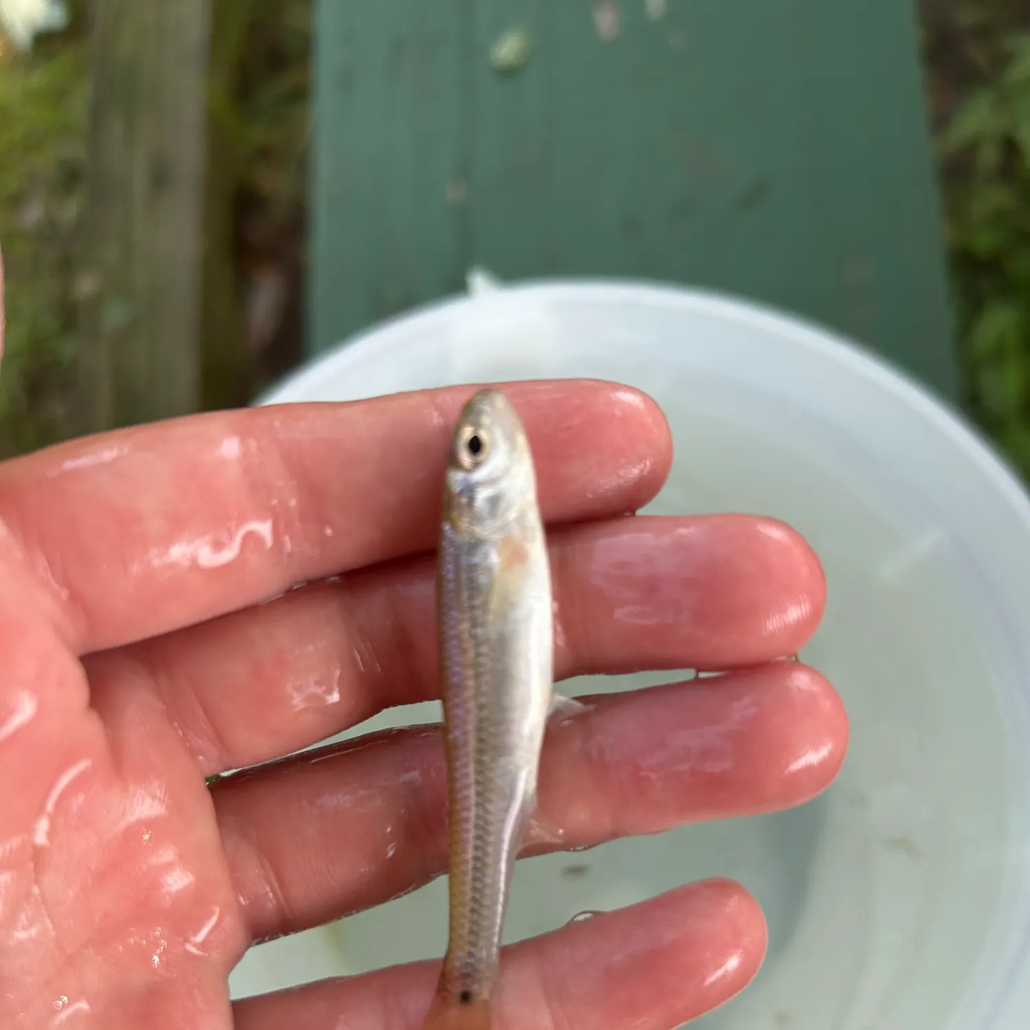 The most recent Spottail shiner catches on Fishbrain