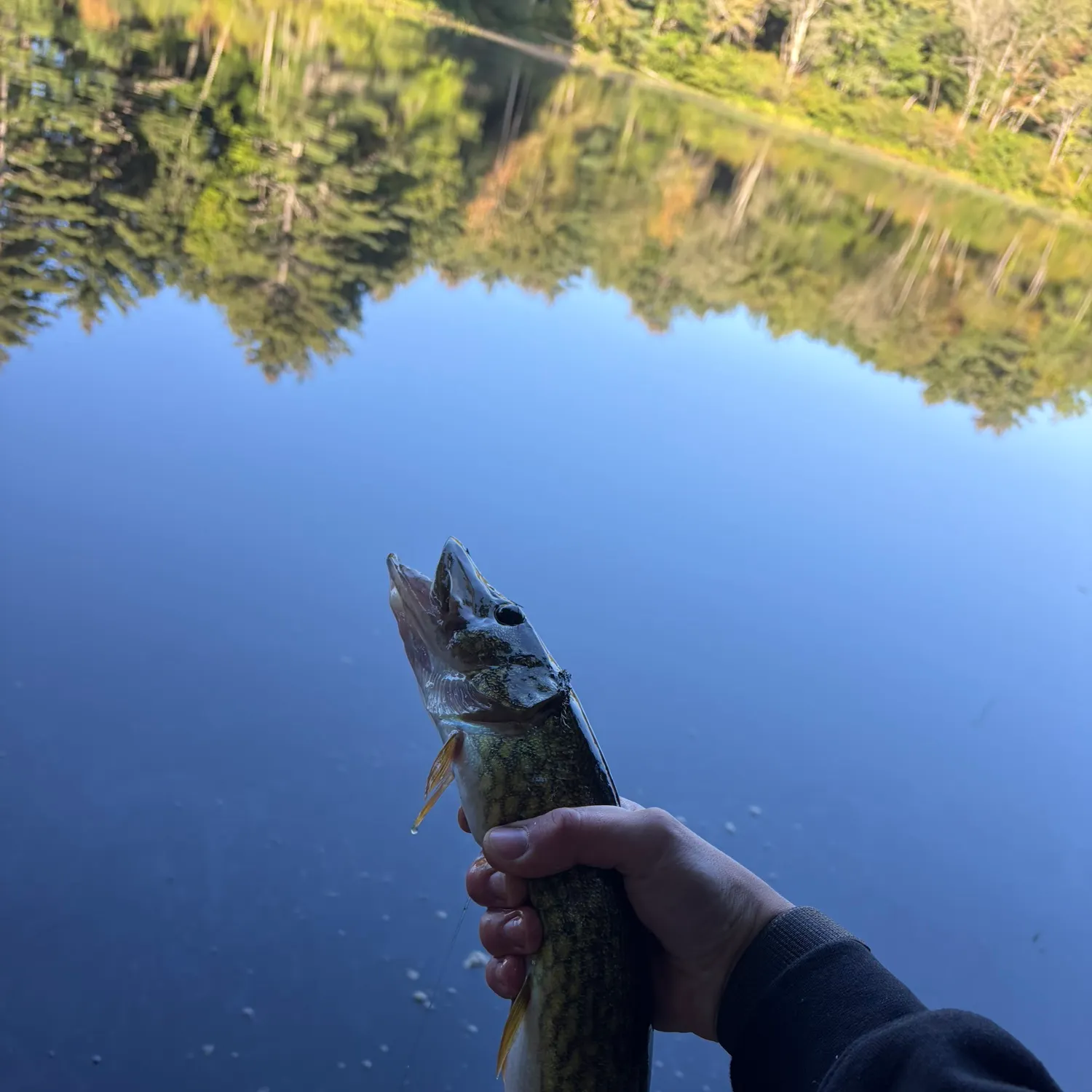 Chain pickerel caught on Fishbrain