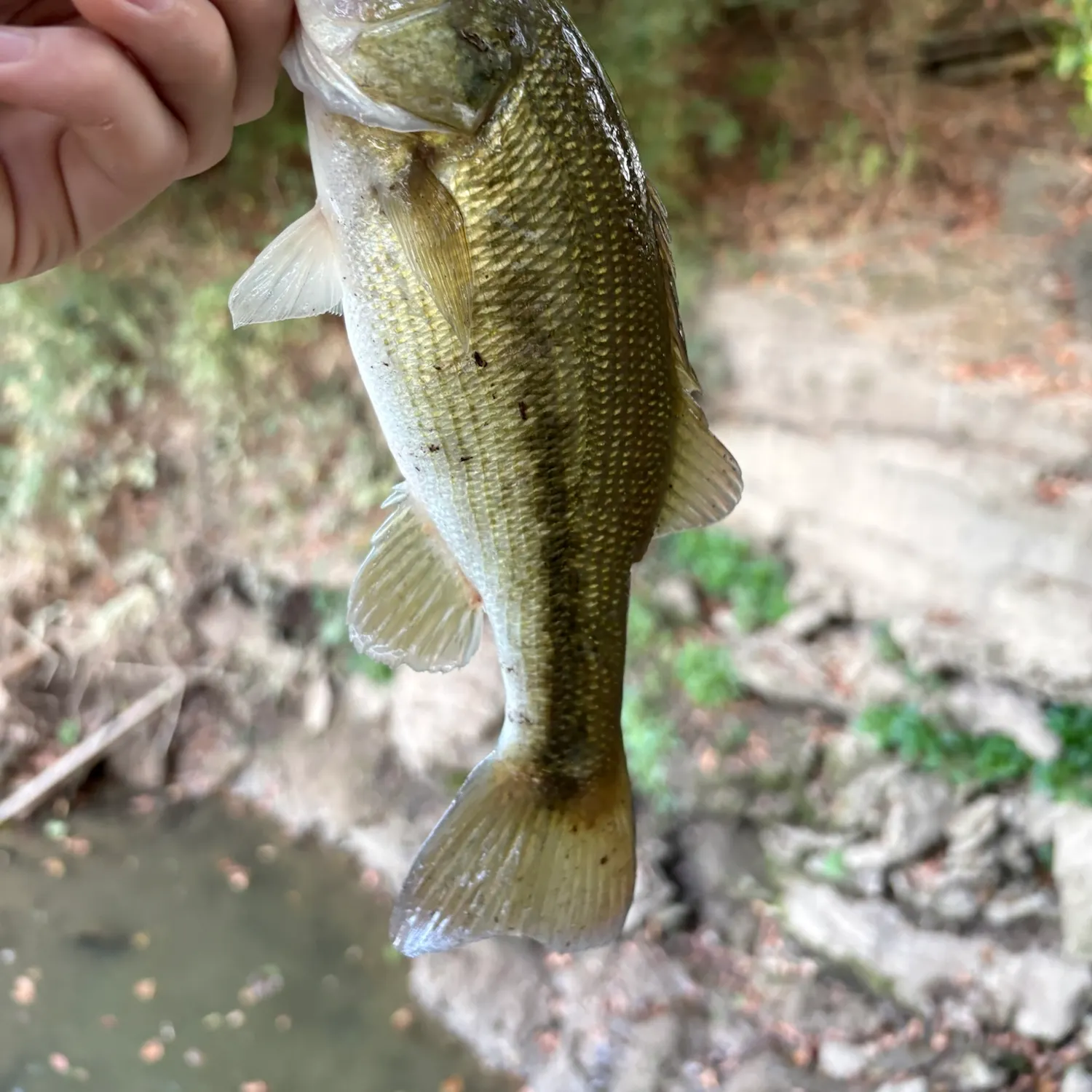 Spotted bass caught on Fishbrain