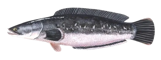 Indonesian snakehead