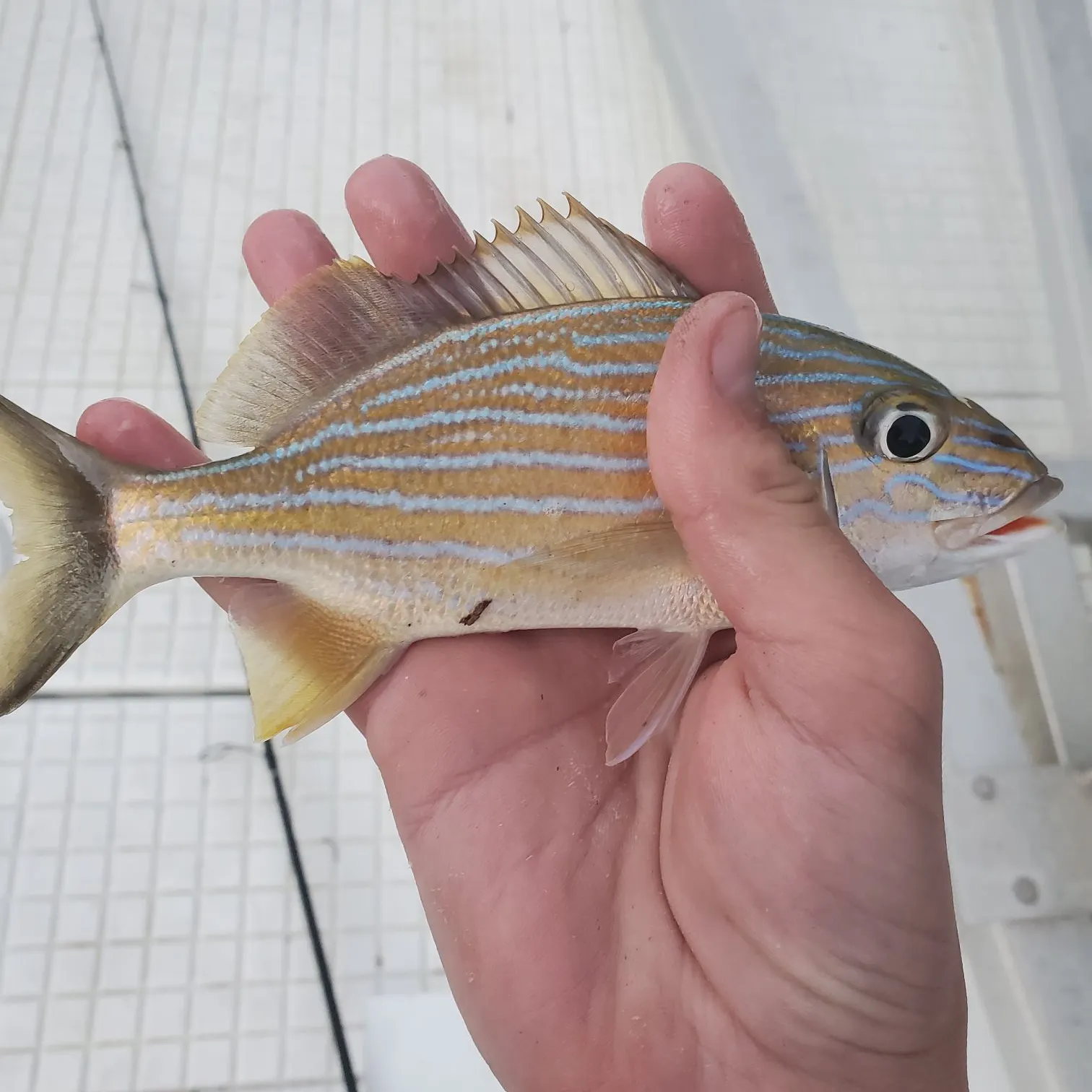 The most recent Bluestriped grunt catches on Fishbrain