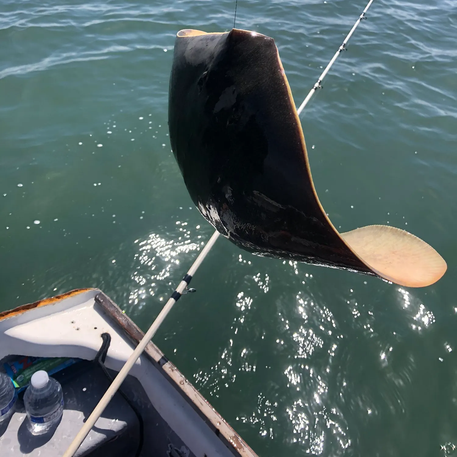 The most recent Japanese butterflyray catches on Fishbrain