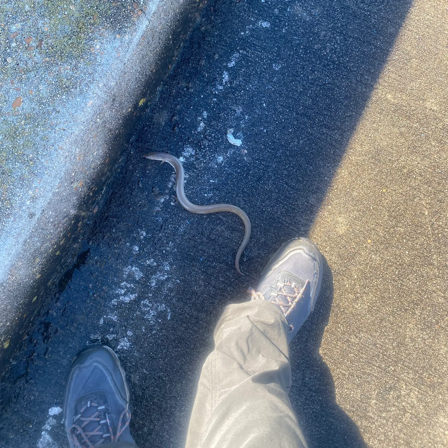 American eel caught on Fishbrain