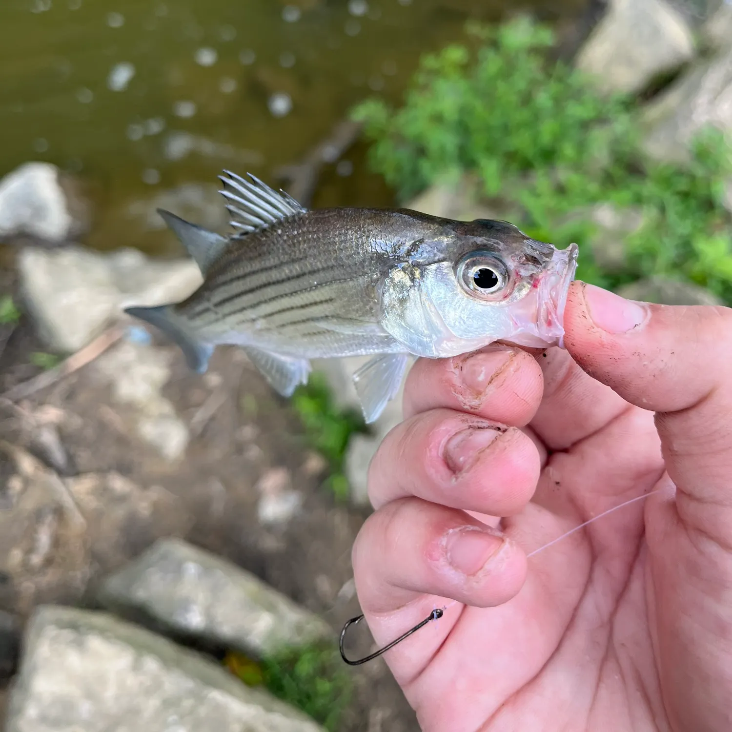 White bass caught on Fishbrain