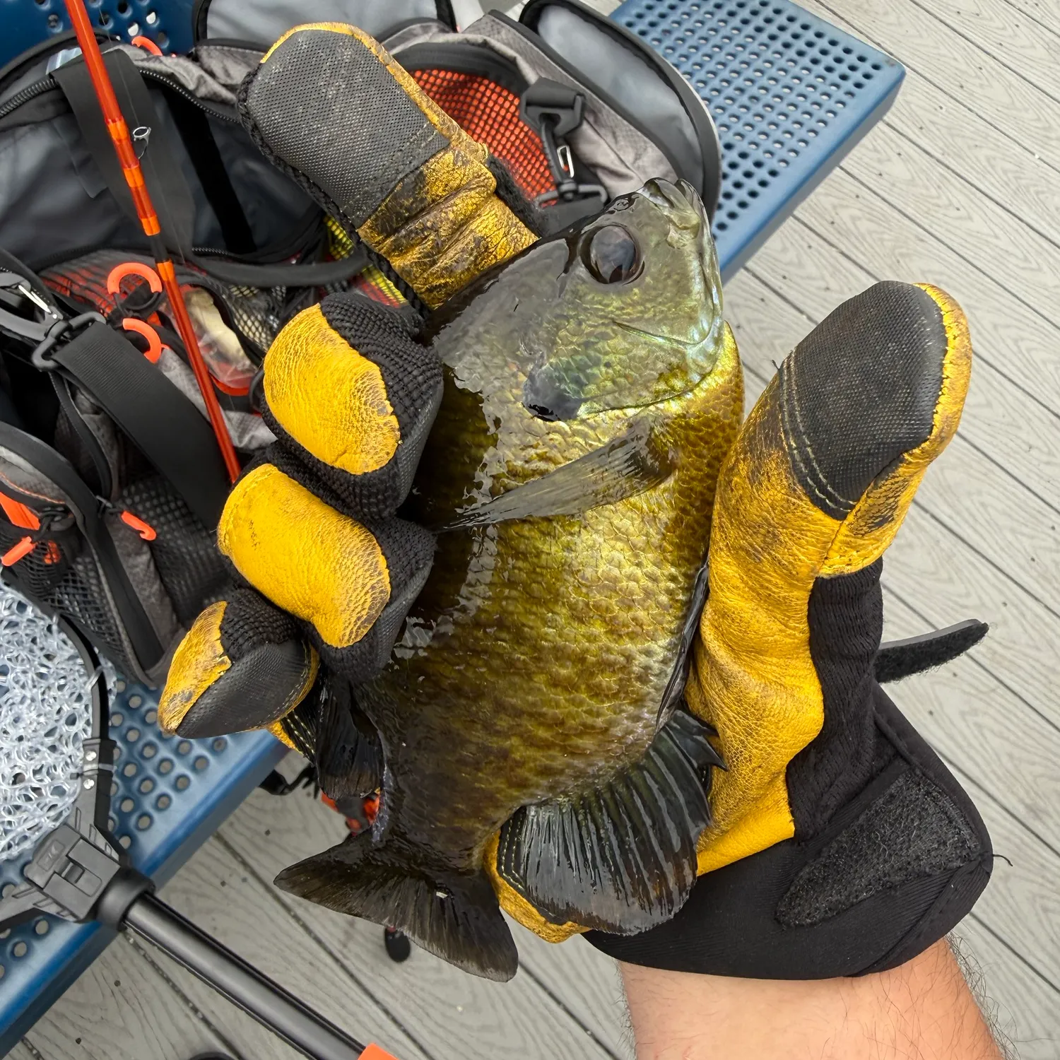 Bluegill caught on Fishbrain