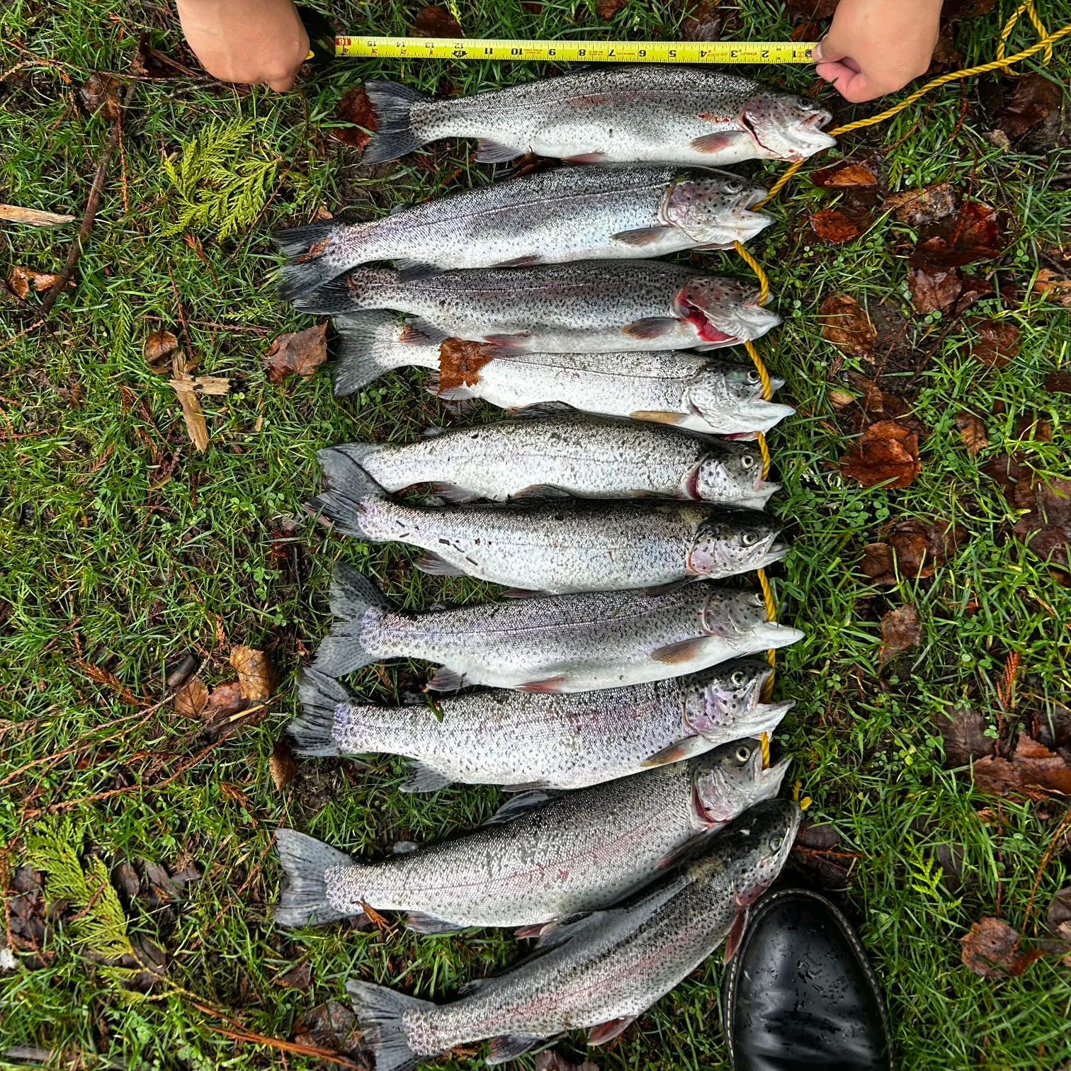 recently logged catches