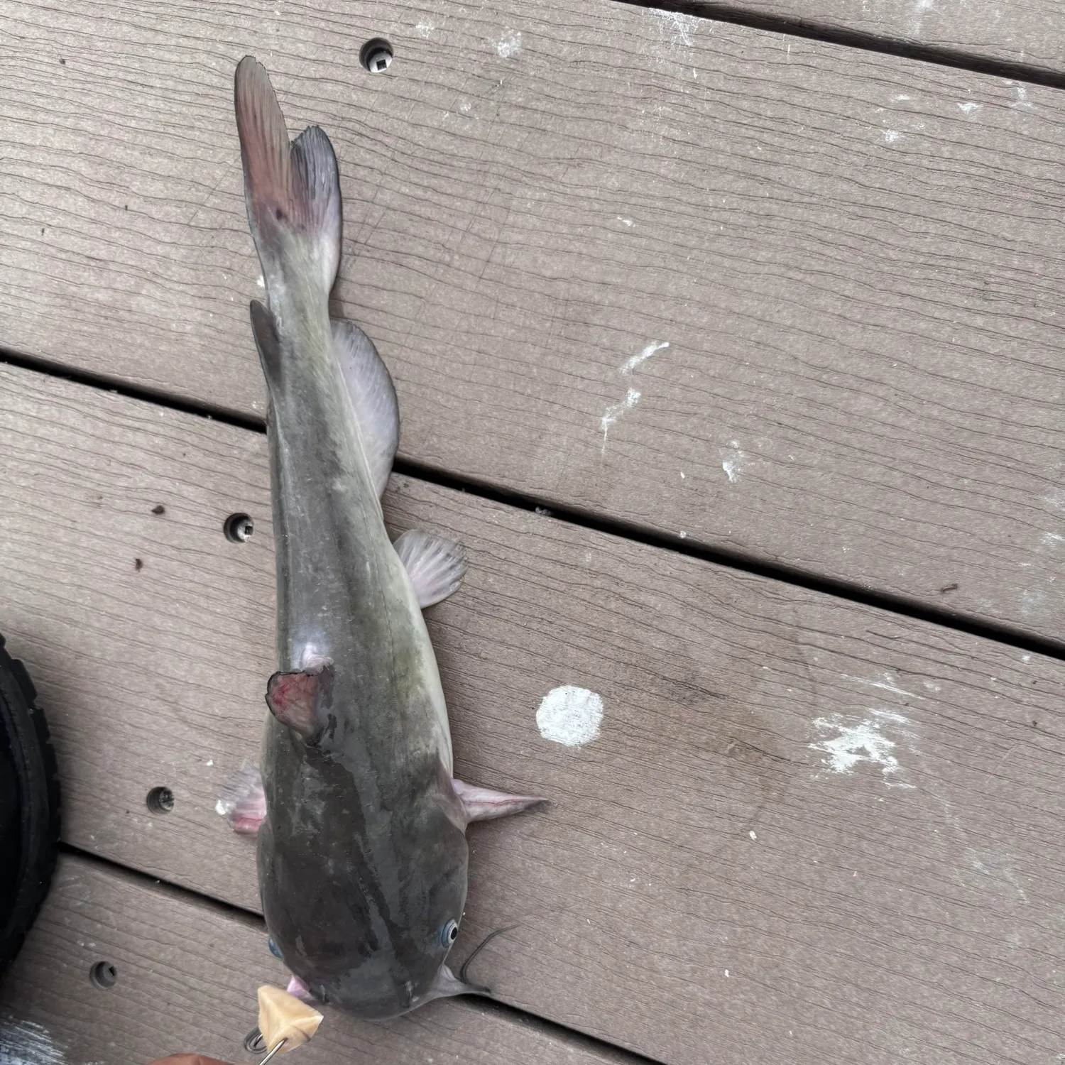 Channel catfish caught on Fishbrain