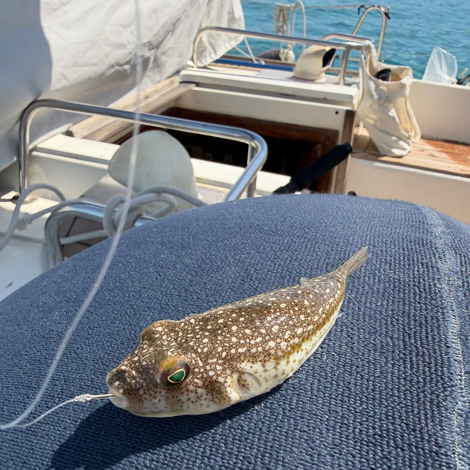 The most recent Silver-cheeked toadfish catches on Fishbrain