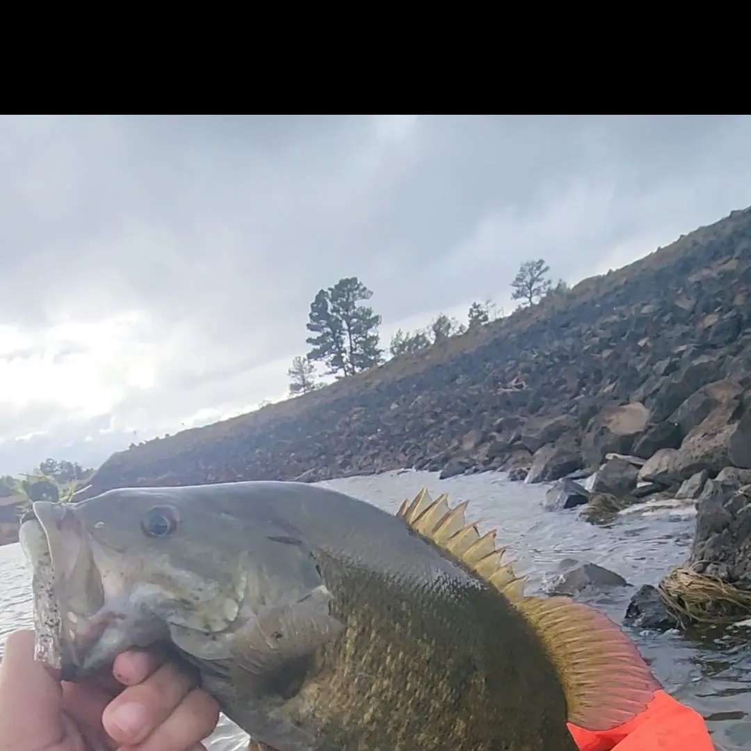 Smallmouth bass caught on Fishbrain