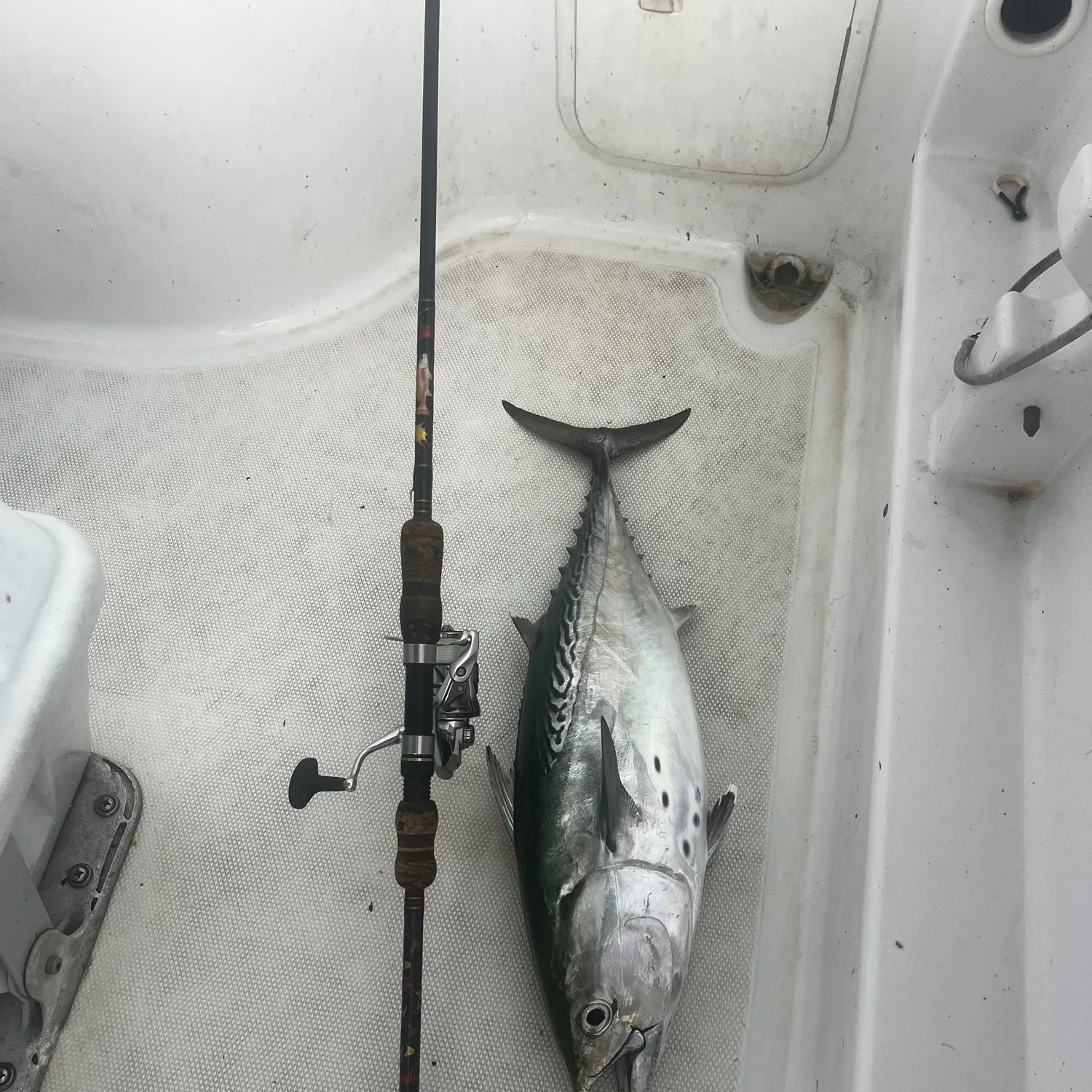 The most recent Little tunny catches on Fishbrain