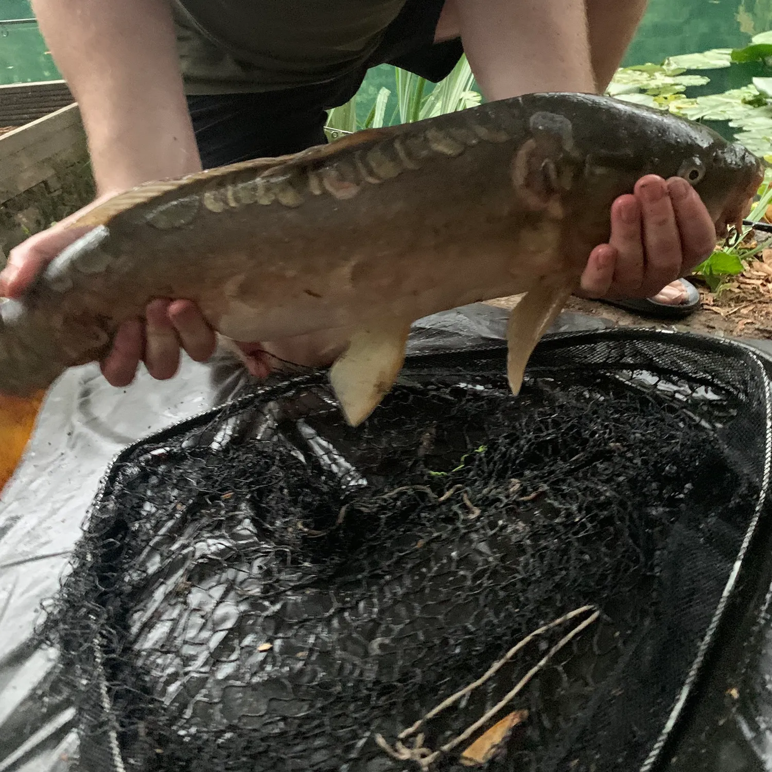 Mirror carp caught on Fishbrain