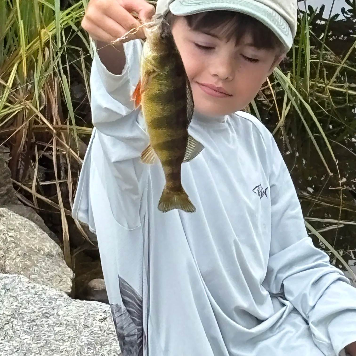 Yellow perch caught on Fishbrain