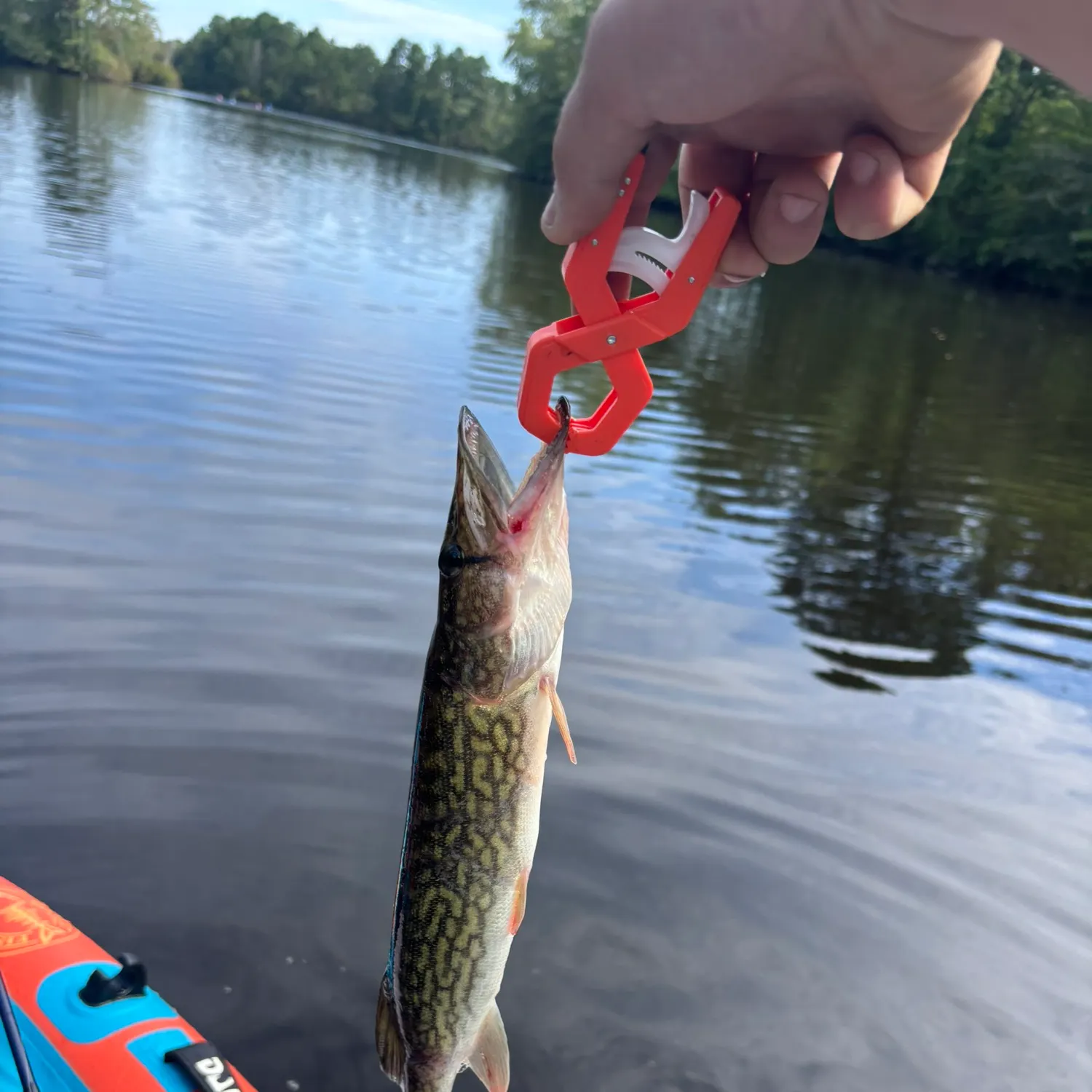 Chain pickerel caught on Fishbrain