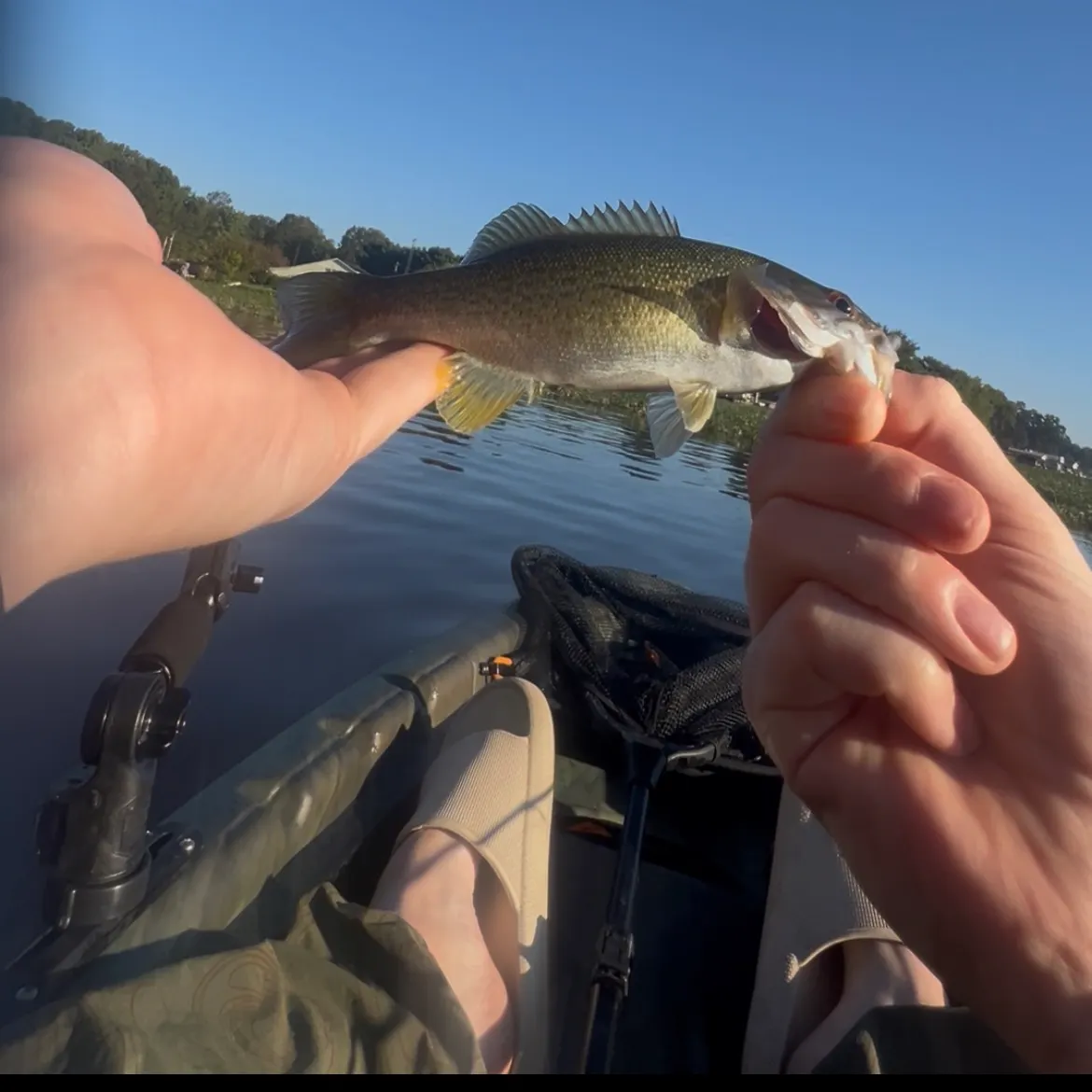 Smallmouth bass caught on Fishbrain