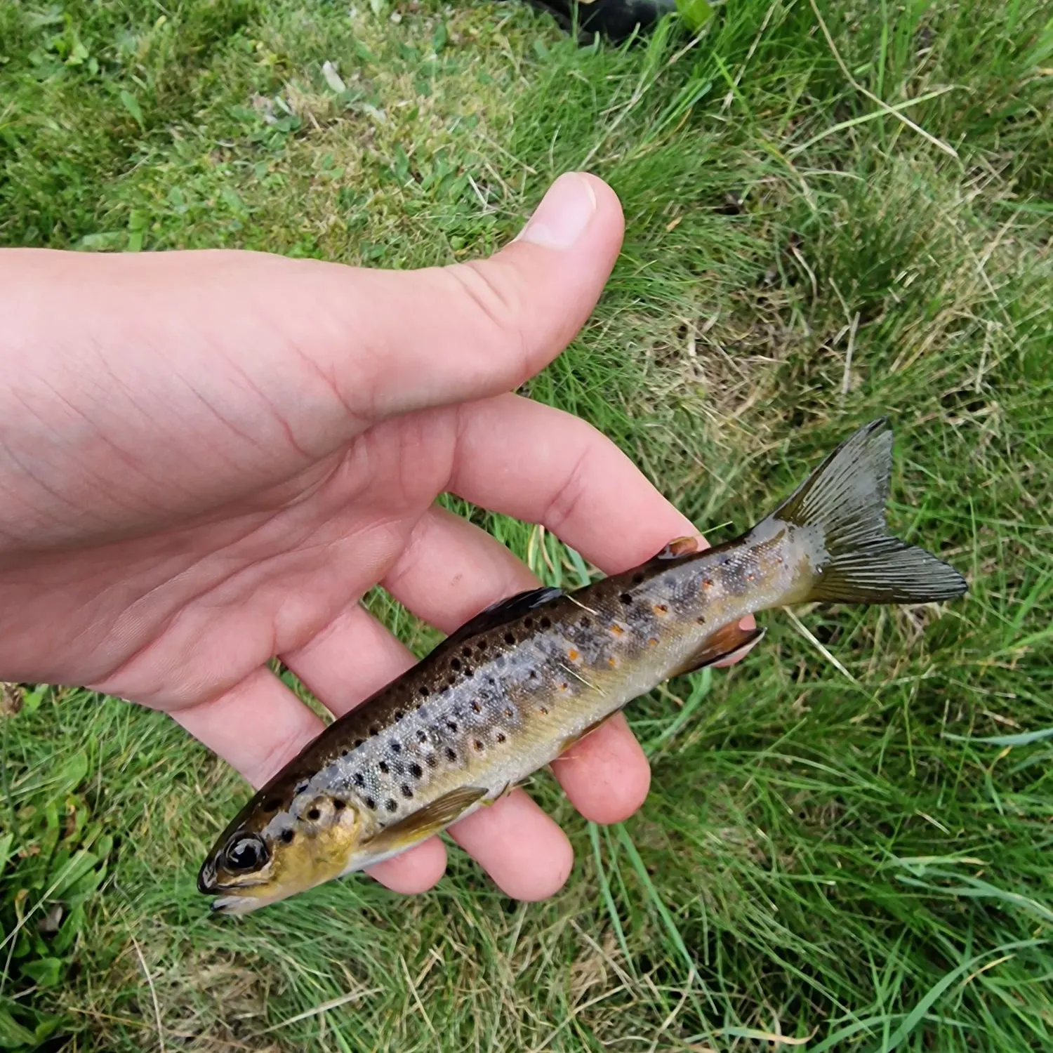 Lake trout caught on Fishbrain