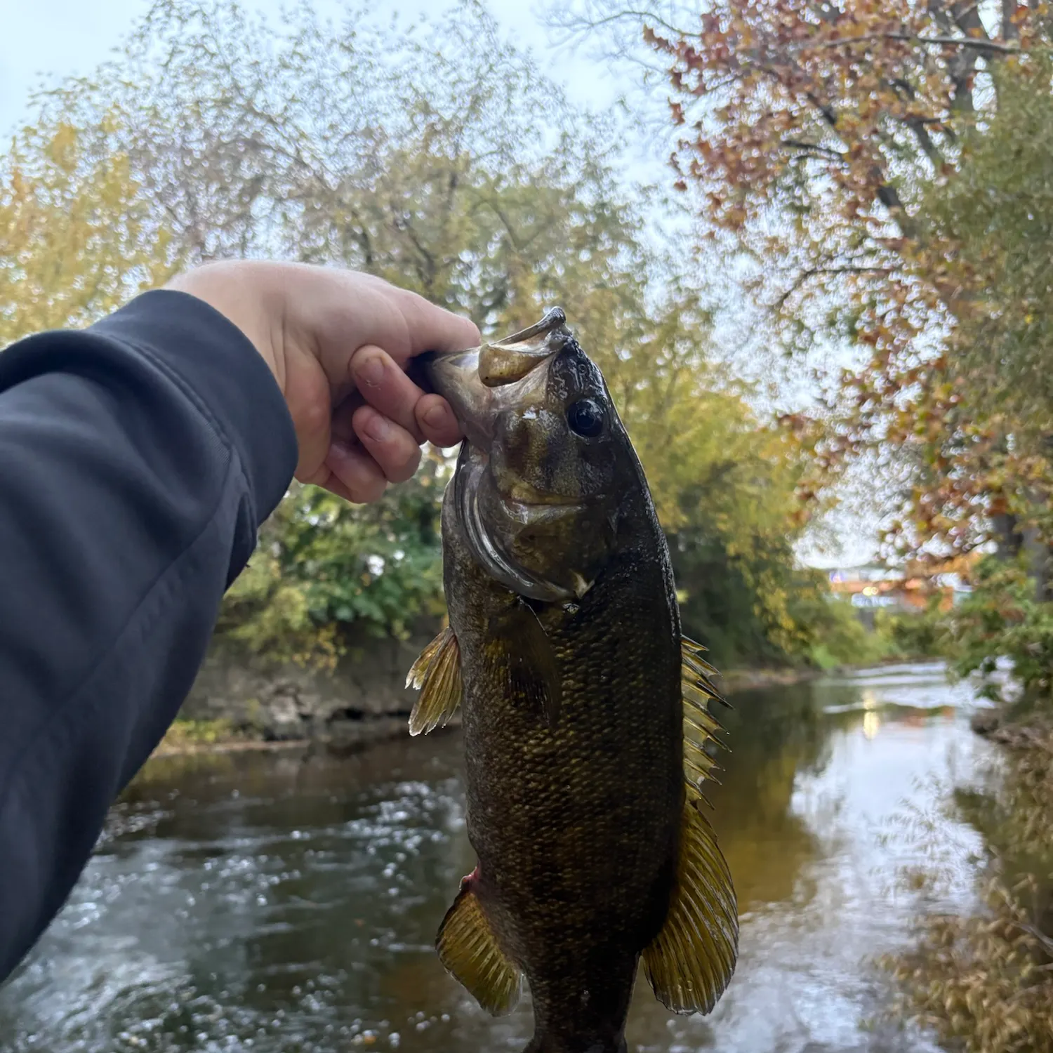 Smallmouth bass caught on Fishbrain