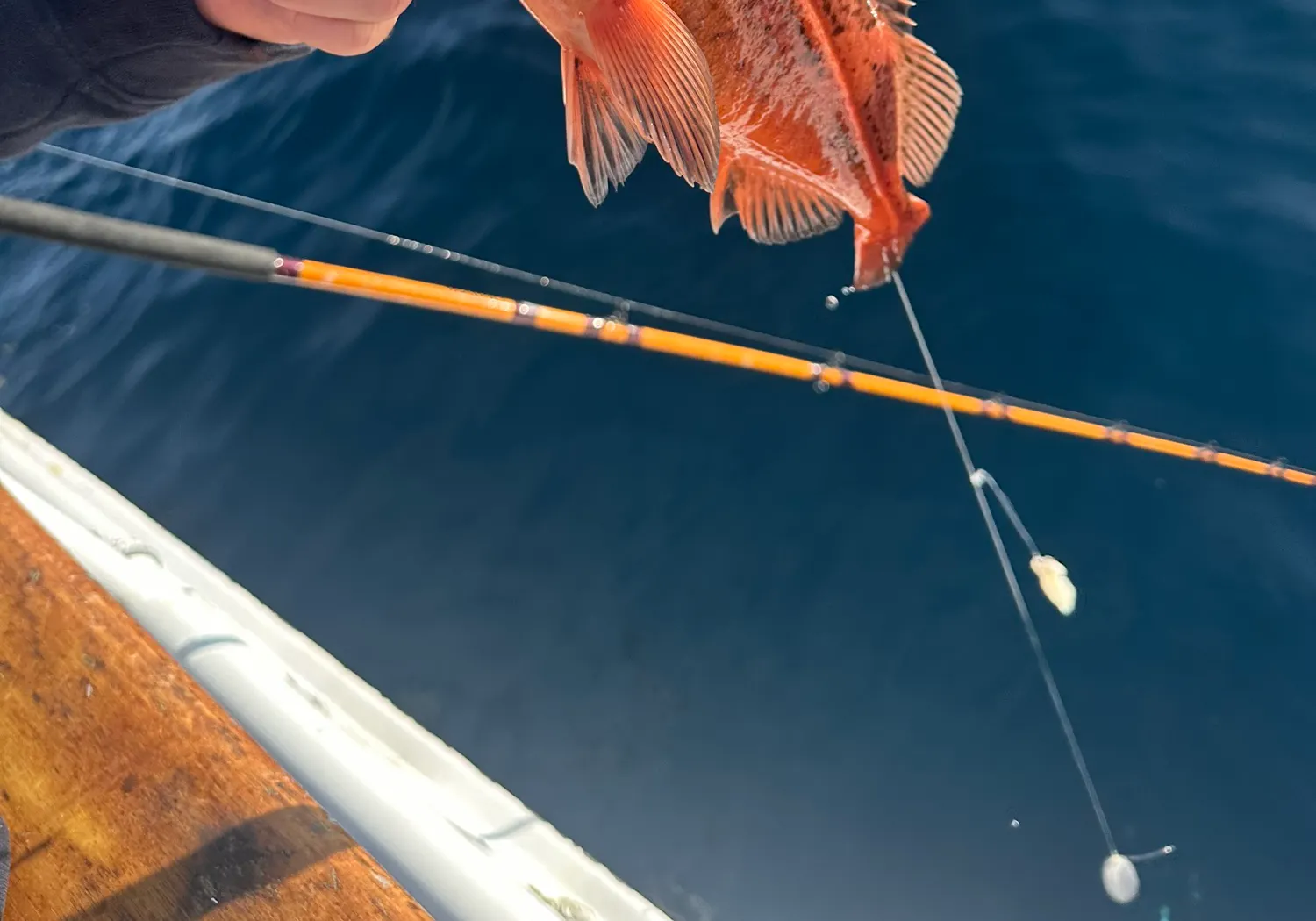 Mexican rockfish