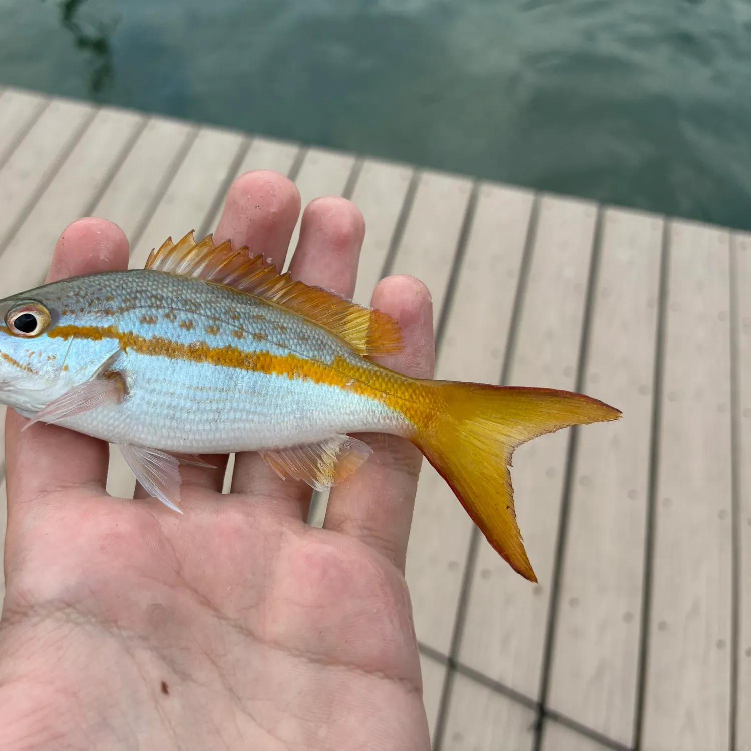The most recent Yellowtail snapper catches on Fishbrain