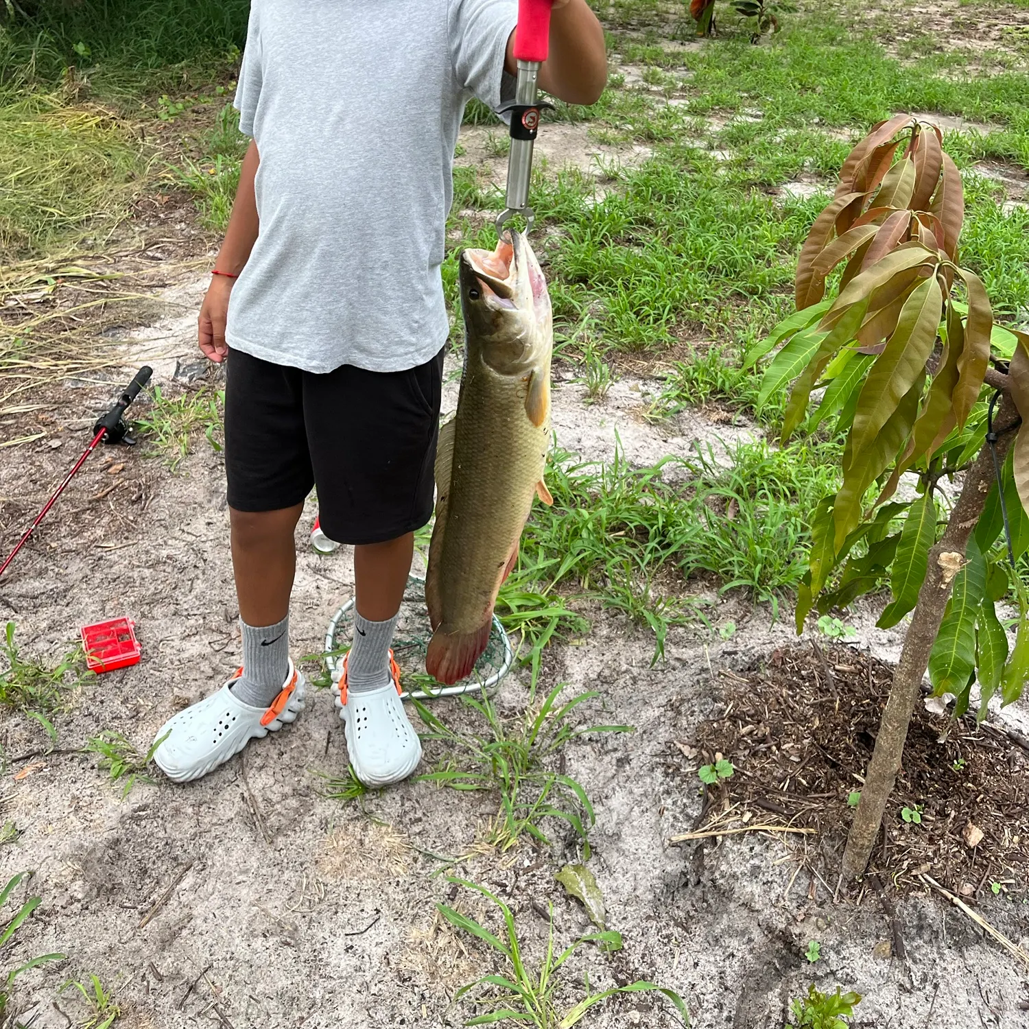 Ruddy bowfin caught on Fishbrain