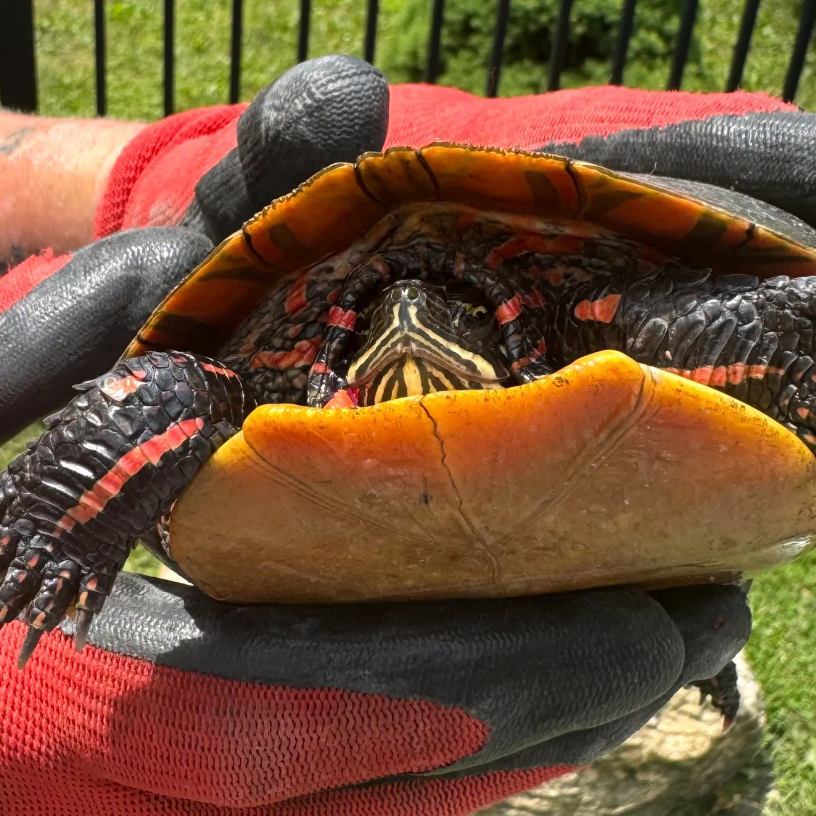 The most recent Pond slider turtle catches on Fishbrain