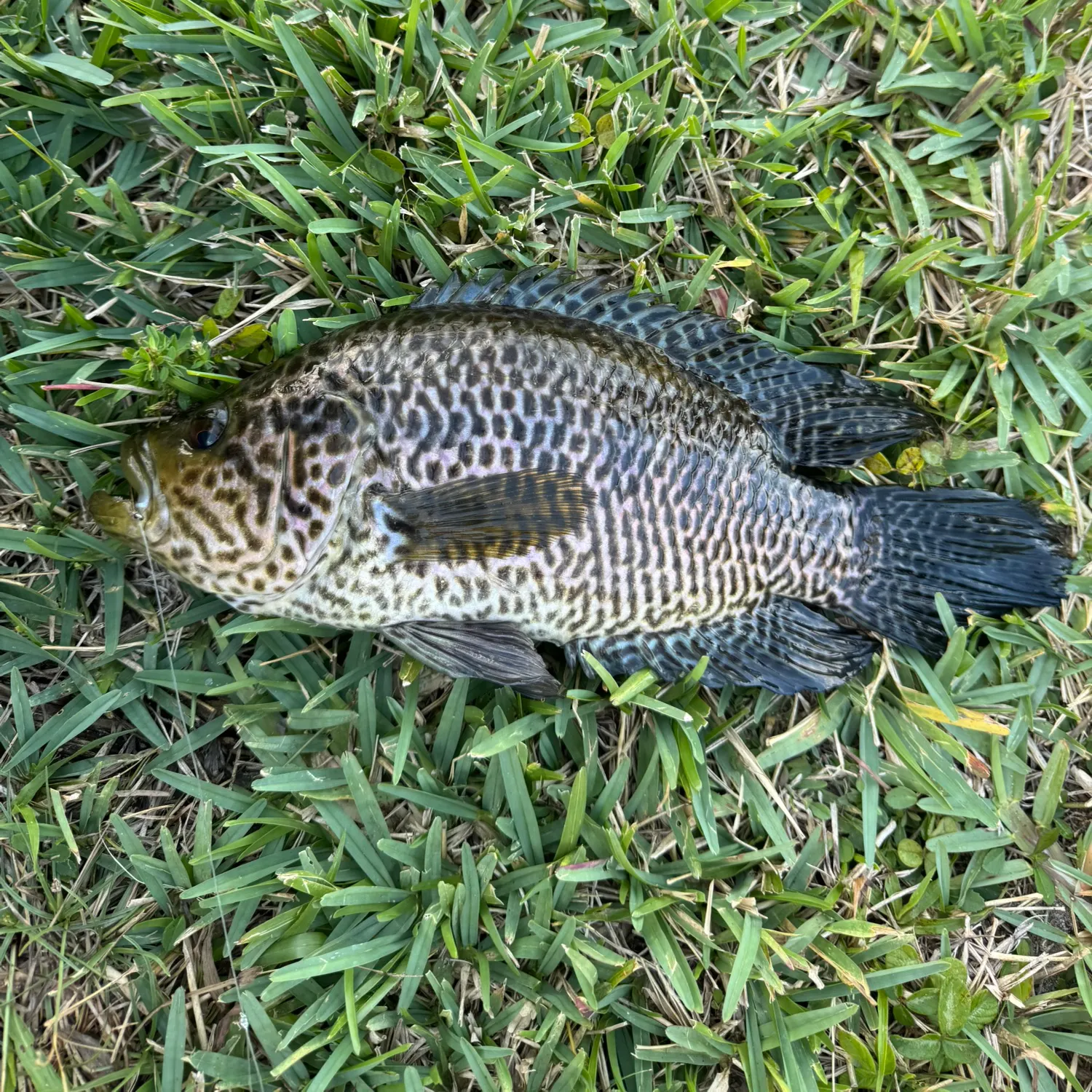 The most recent Jaguar cichlid catches on Fishbrain