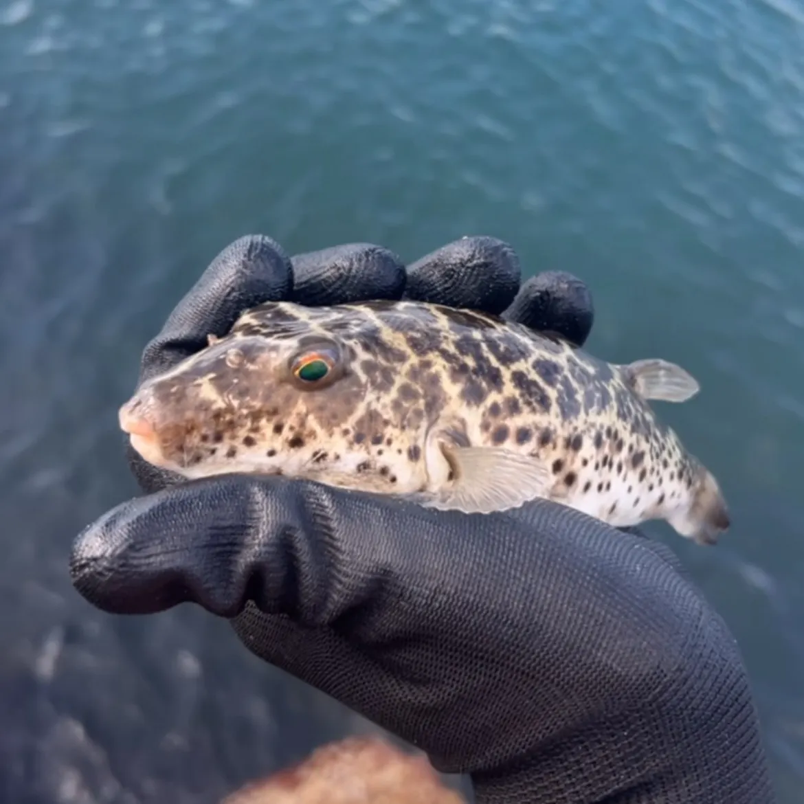The most recent Southern puffer catches on Fishbrain