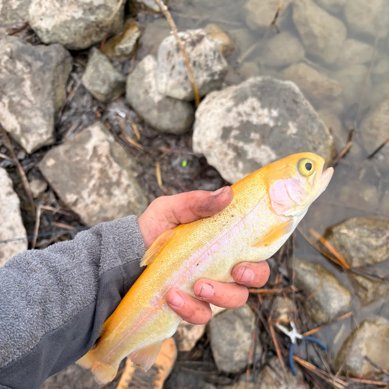 The most recent Golden rainbow trout catches on Fishbrain