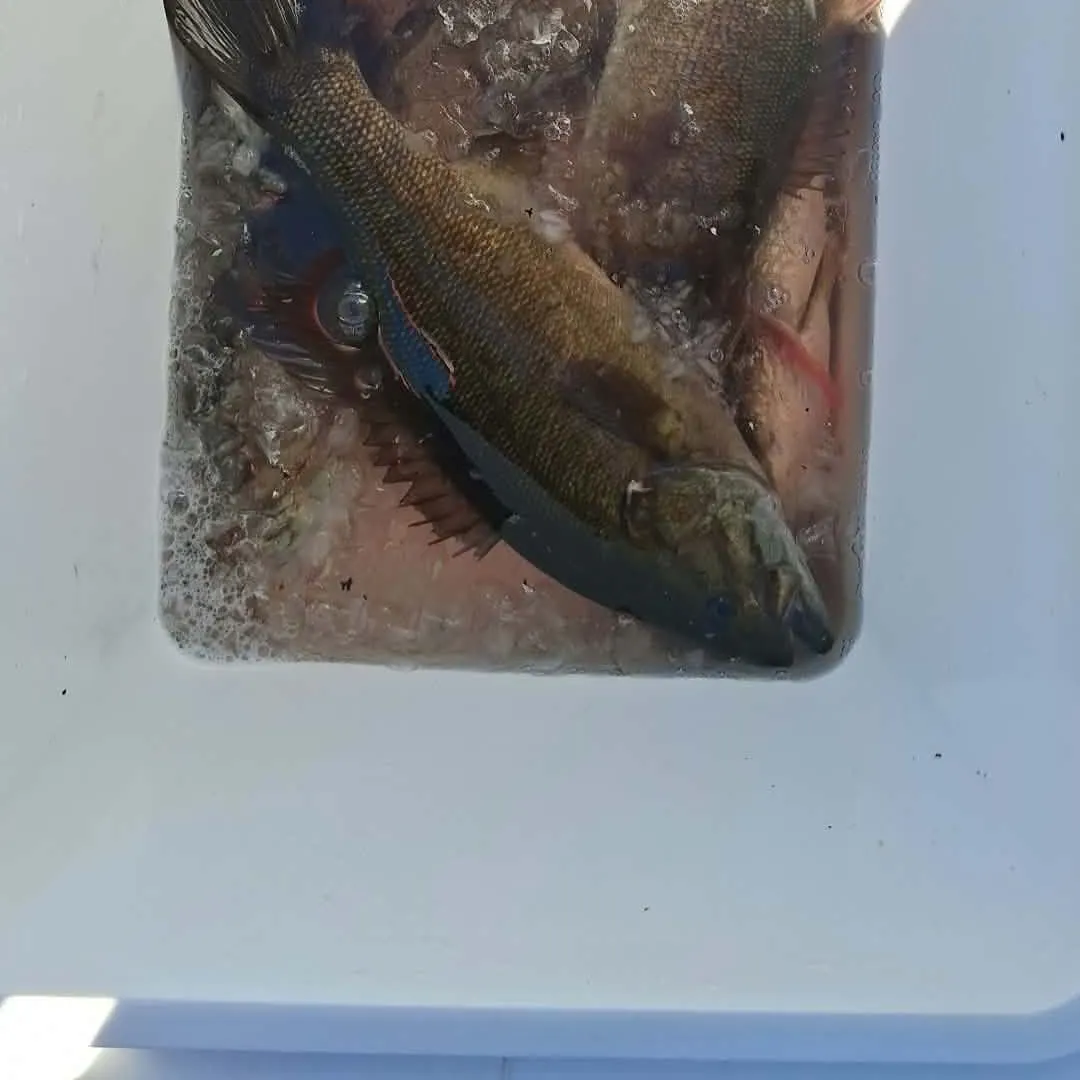 Smallmouth bass caught on Fishbrain