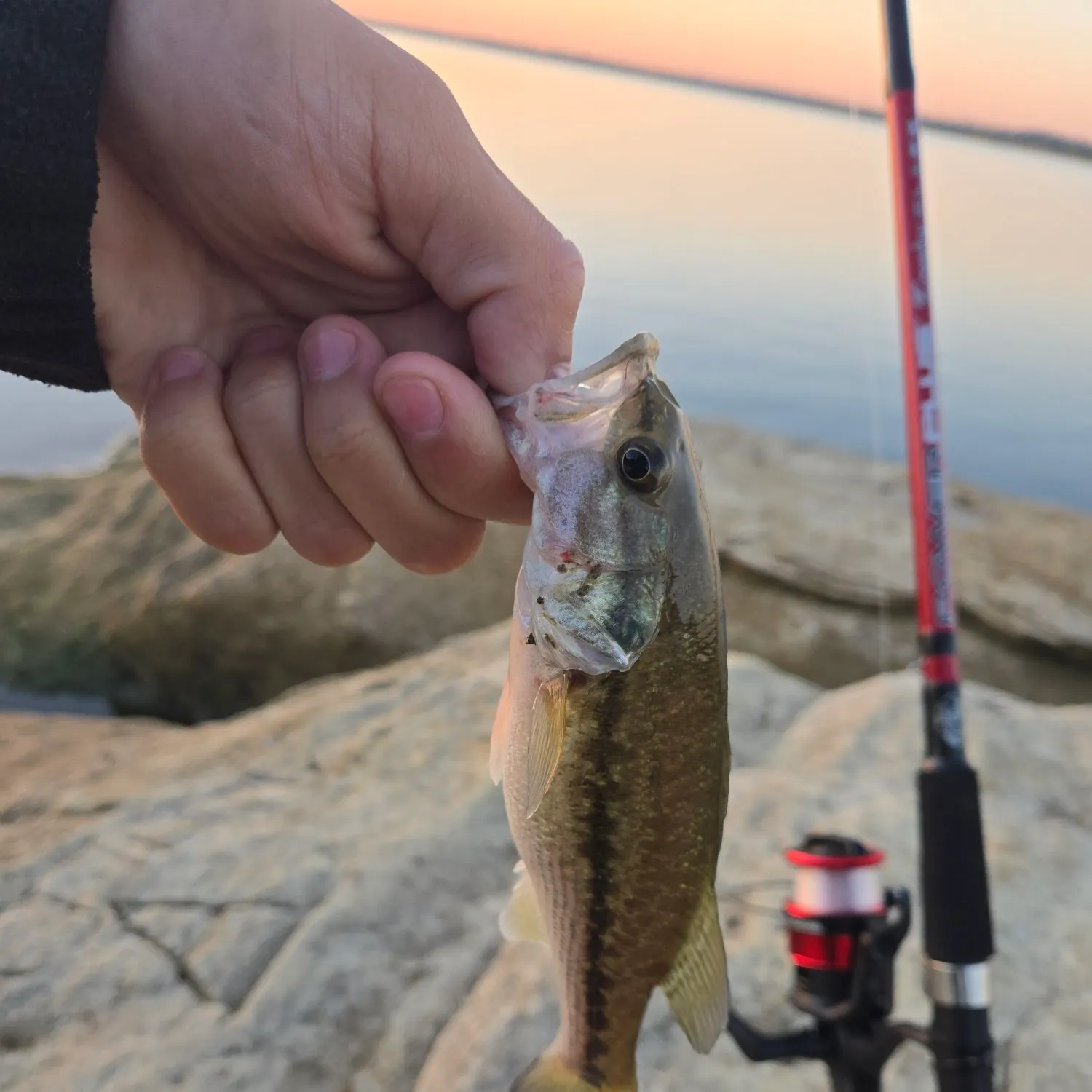Spotted bass caught on Fishbrain