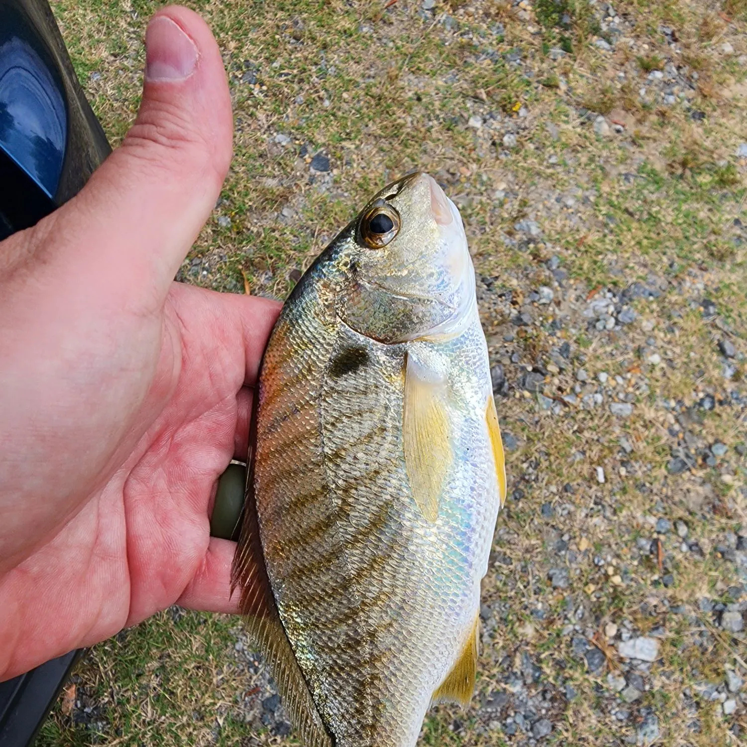 Spot croaker caught on Fishbrain