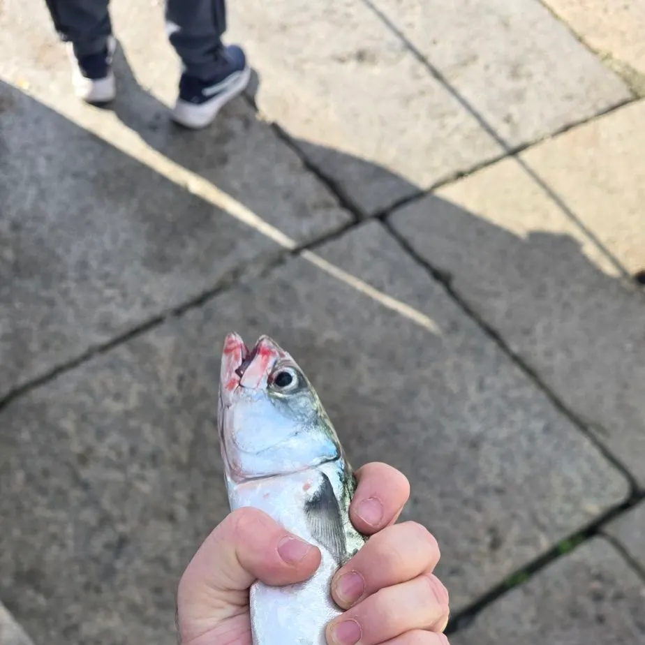 The most recent Pacific chub mackerel catches on Fishbrain