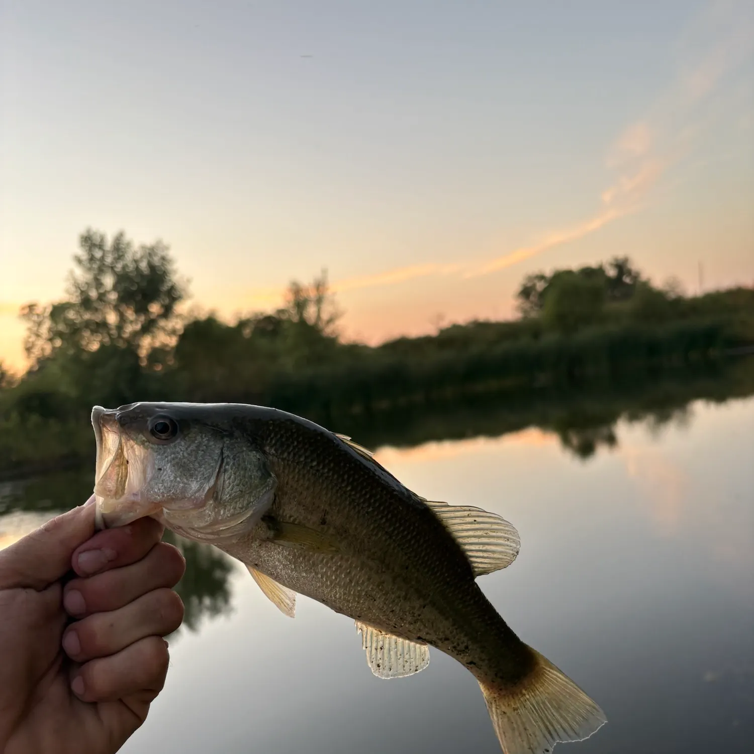 Largemouth bass caught on Fishbrain
