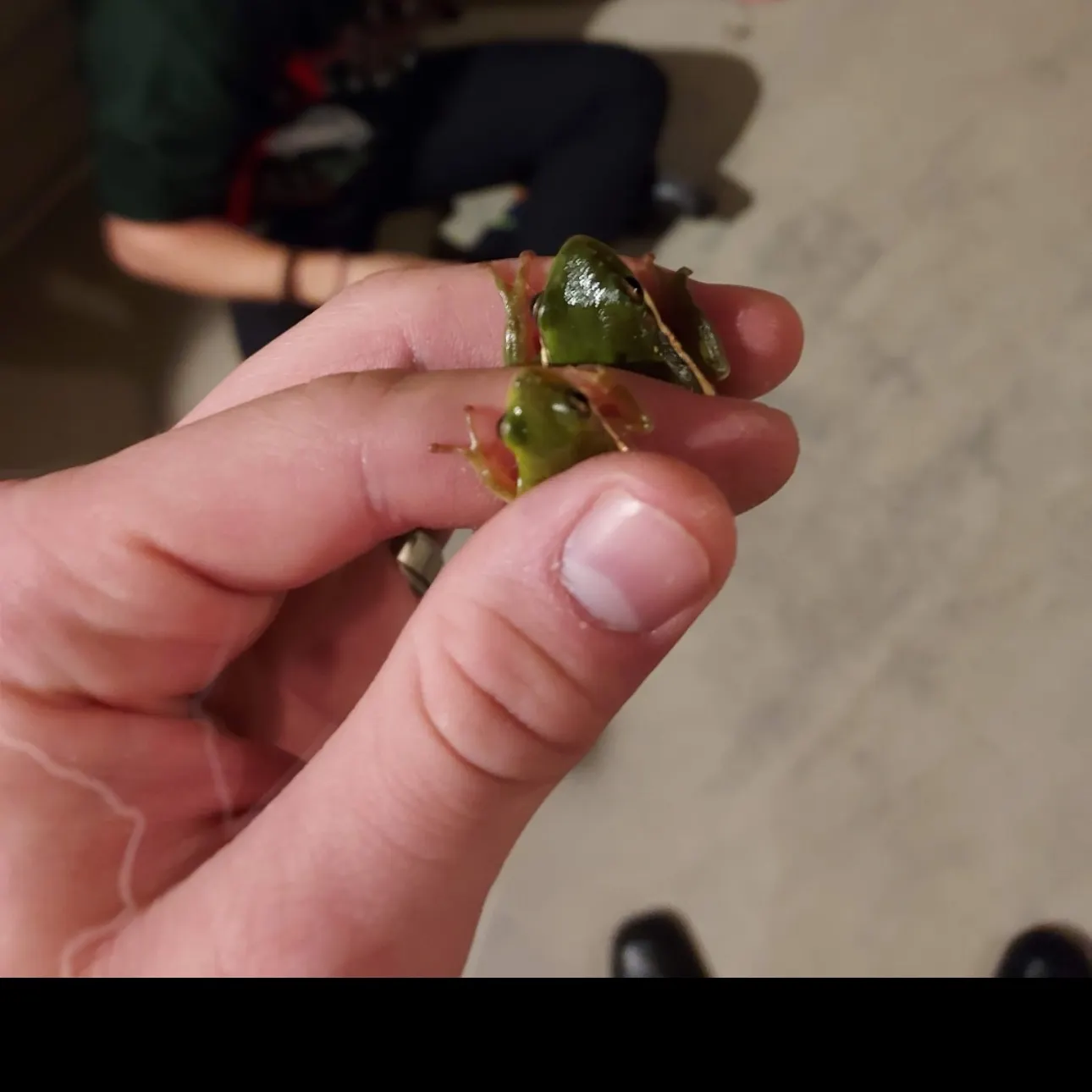 The most recent Warty frogfish catches on Fishbrain