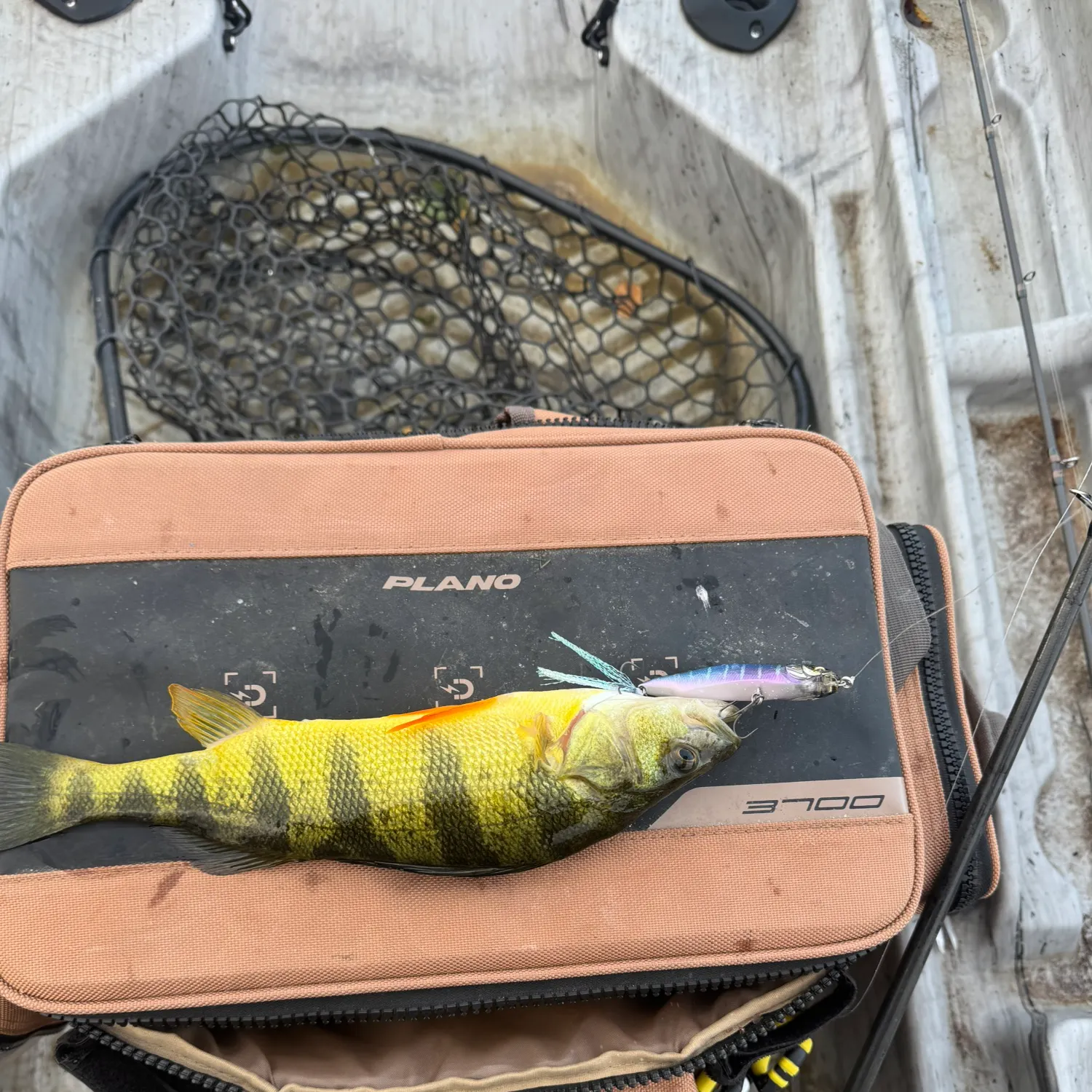 Yellow perch caught on Fishbrain