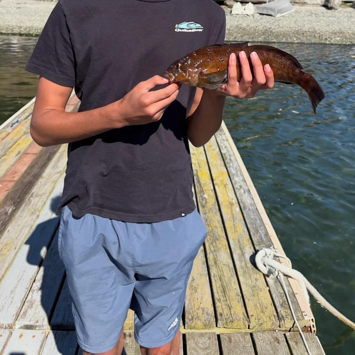 Kelp greenling caught on Fishbrain